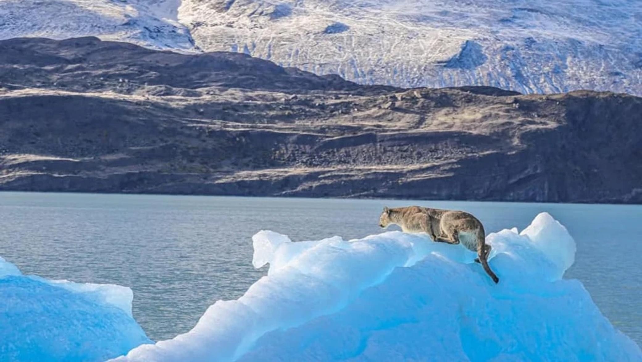 Un puma sorprendió a los turistas en el Lago Argentino al hallarlo arriba de un iceberg (Gentileza Rocco Mazzei).