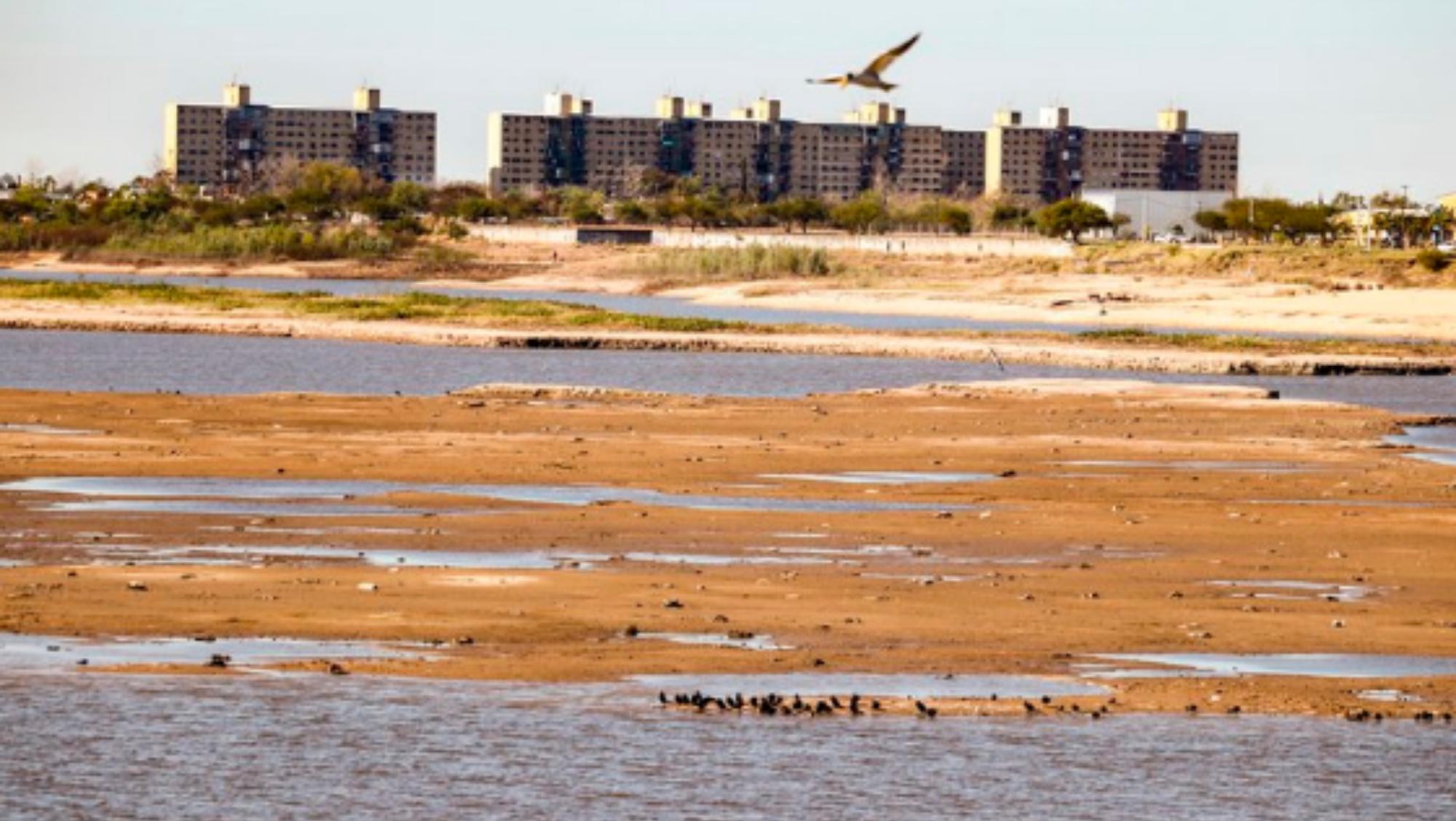 La bajante del Río Paraná afecta a especies como los peces y, por lo tanto, al ecosistema (EFE/Instituto Nacional de Tecnología Agropecuaria).