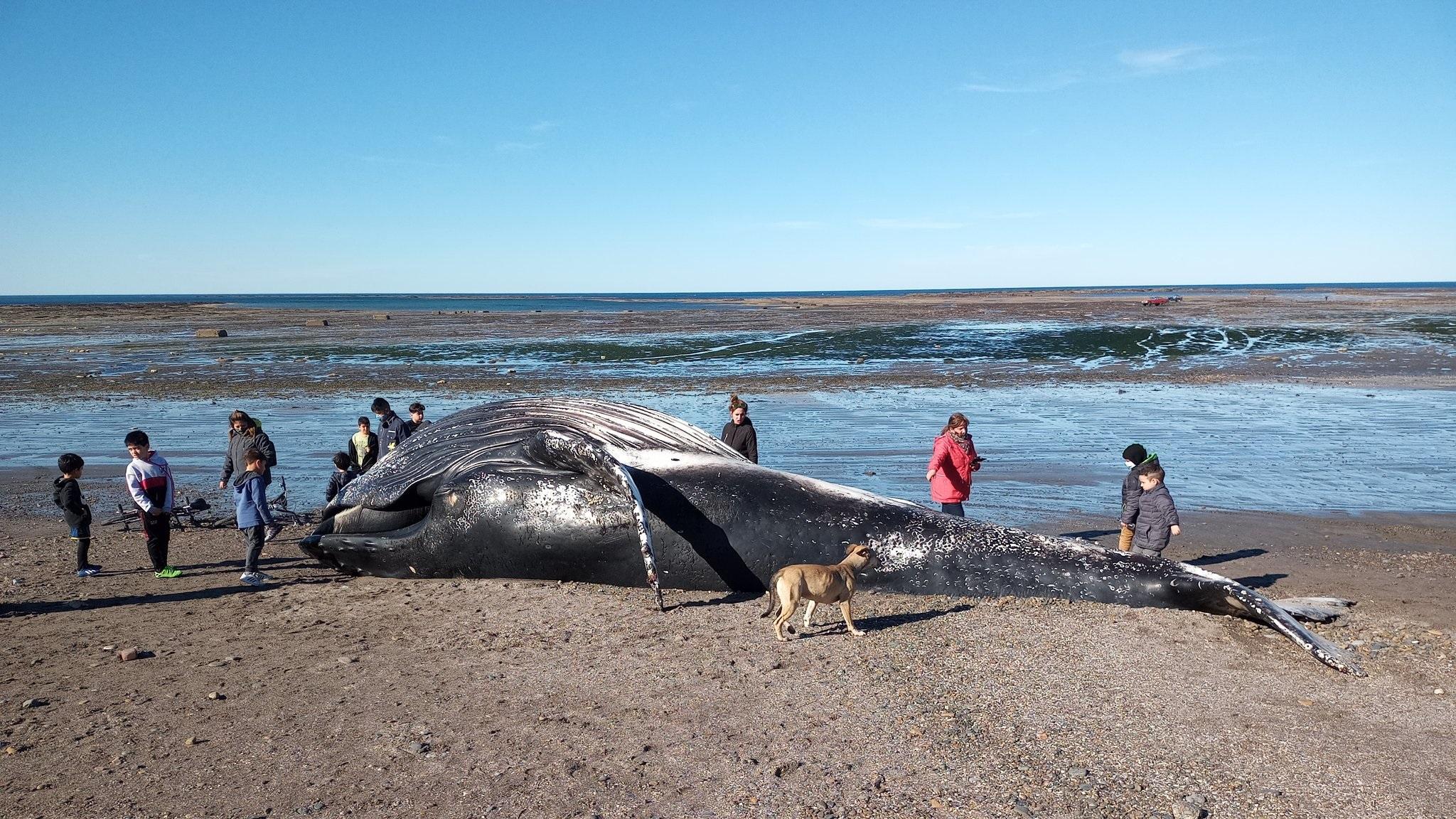 A pesar de las advertencias, la gente se sacó fotos con el animal muerto (Twitter).