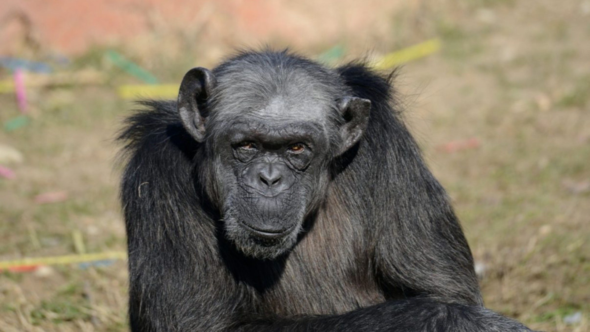 El récord de longevidad, para Europa, pertenece a otro chimpancé que vivió en un zoológico de Barcelona, hasta los 58 años.