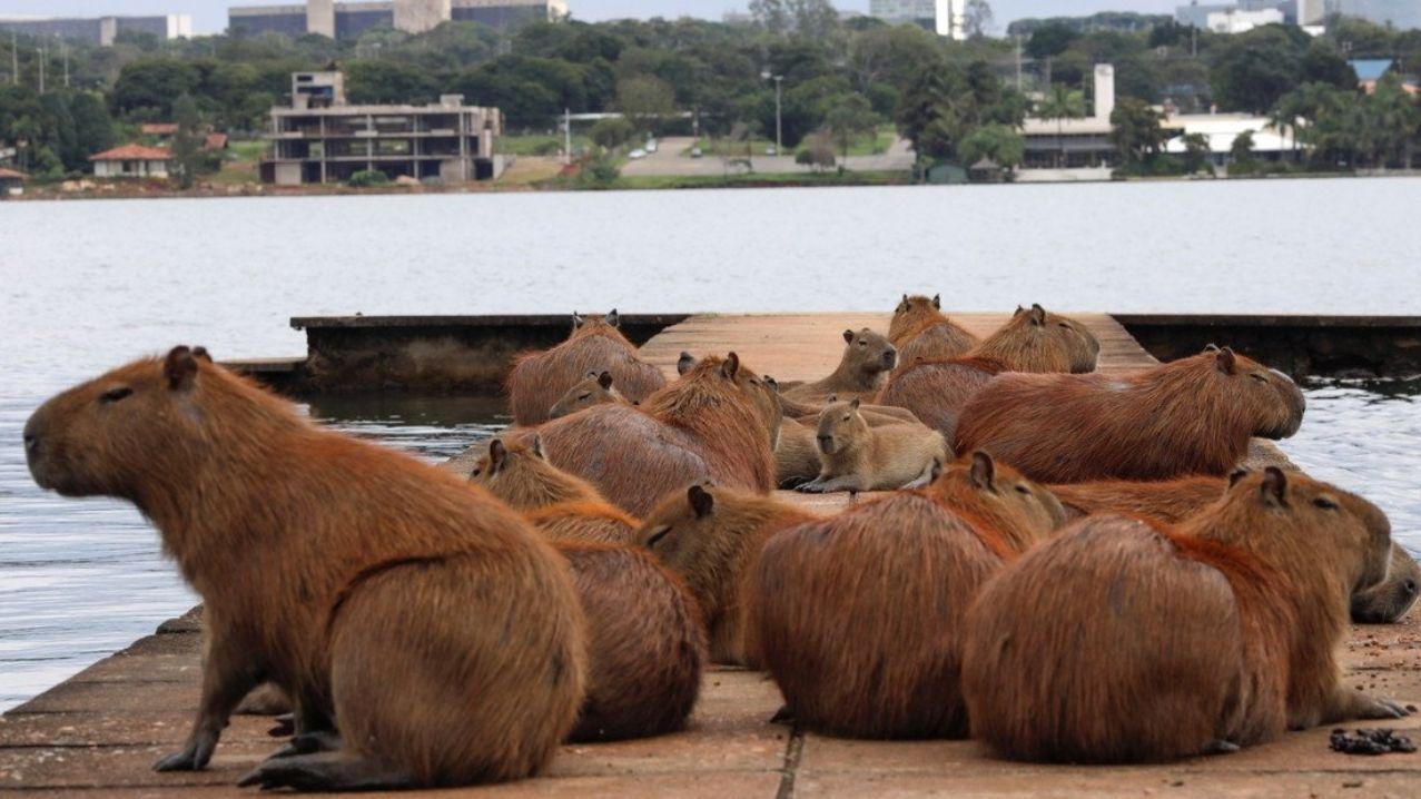 Una manada de carpinchos descansando de Nordelta.