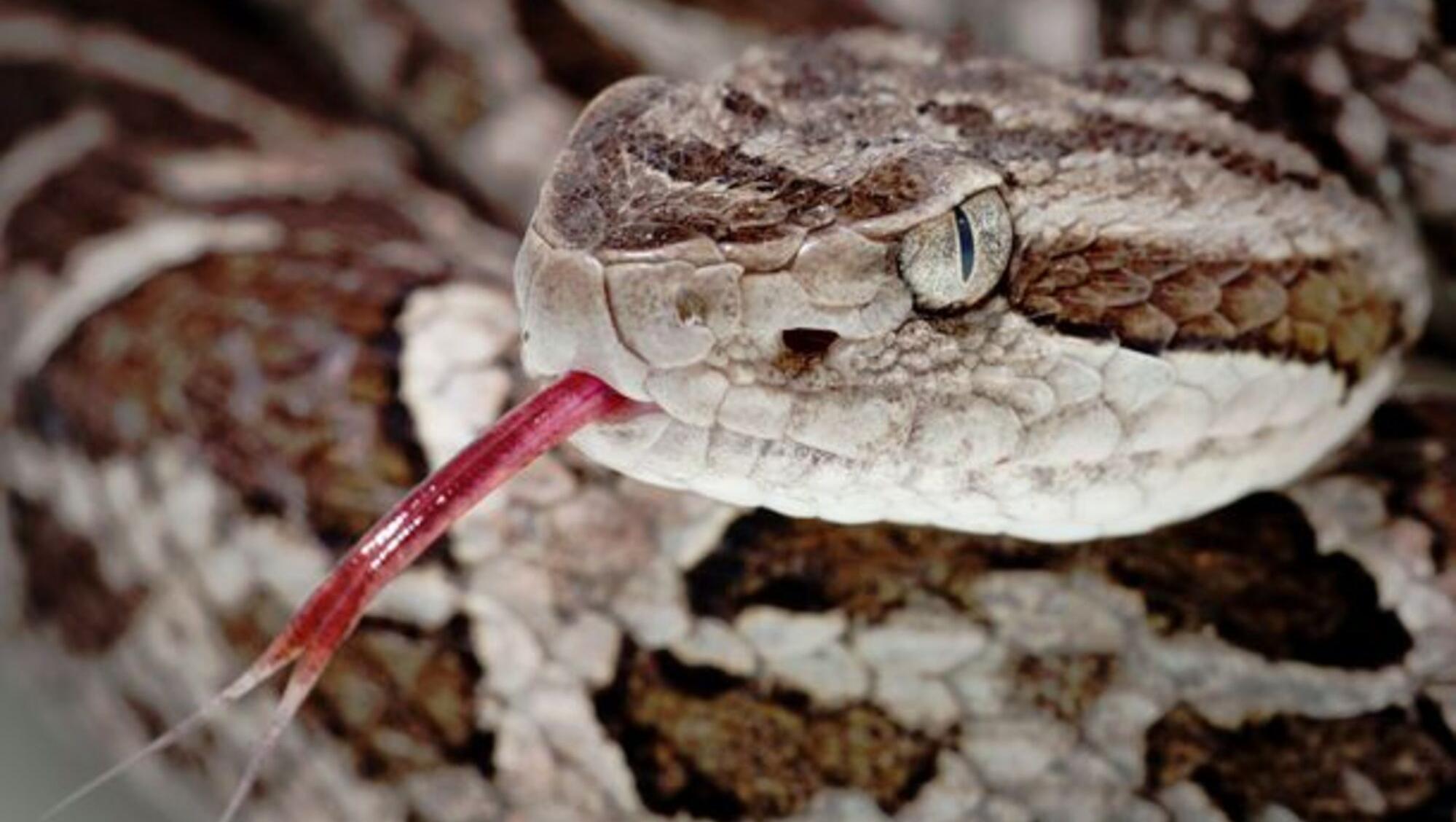 La serpiente yarará cuenta con una molécula en su veneno que es capaz de combatir el Covid-19.