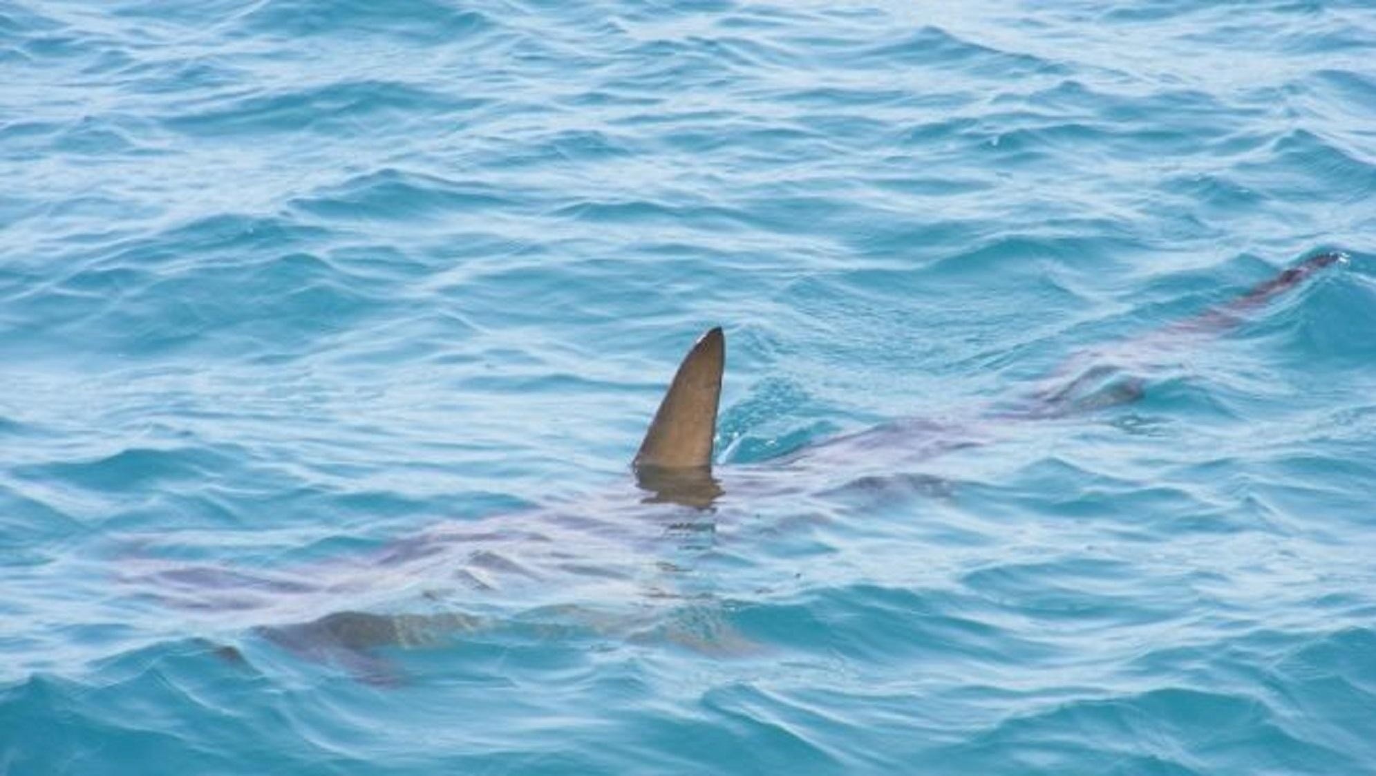 El animal fue encontrado en aguas italianas (Imagen ilustrativa)