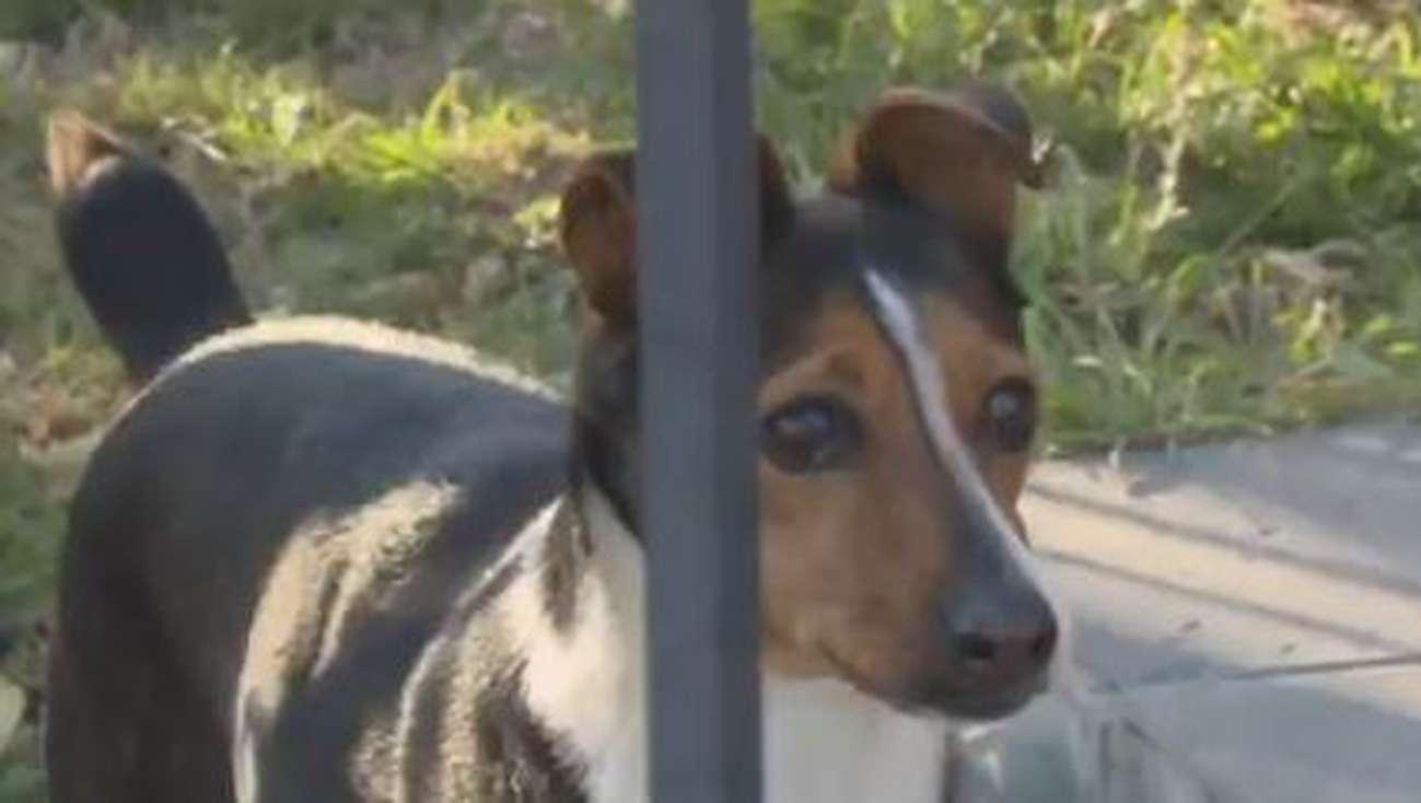 Ladrones asaltaron una casa en Córdoba, defecaron en el patio y se limpiaron con el perro (Captura de video).