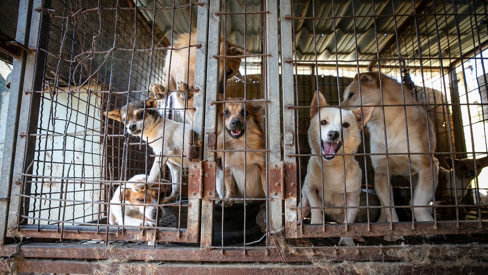 Por las elecciones presidenciales del próximo año, varios candidatos prometieron la prohibición del consumo de carne de perro.