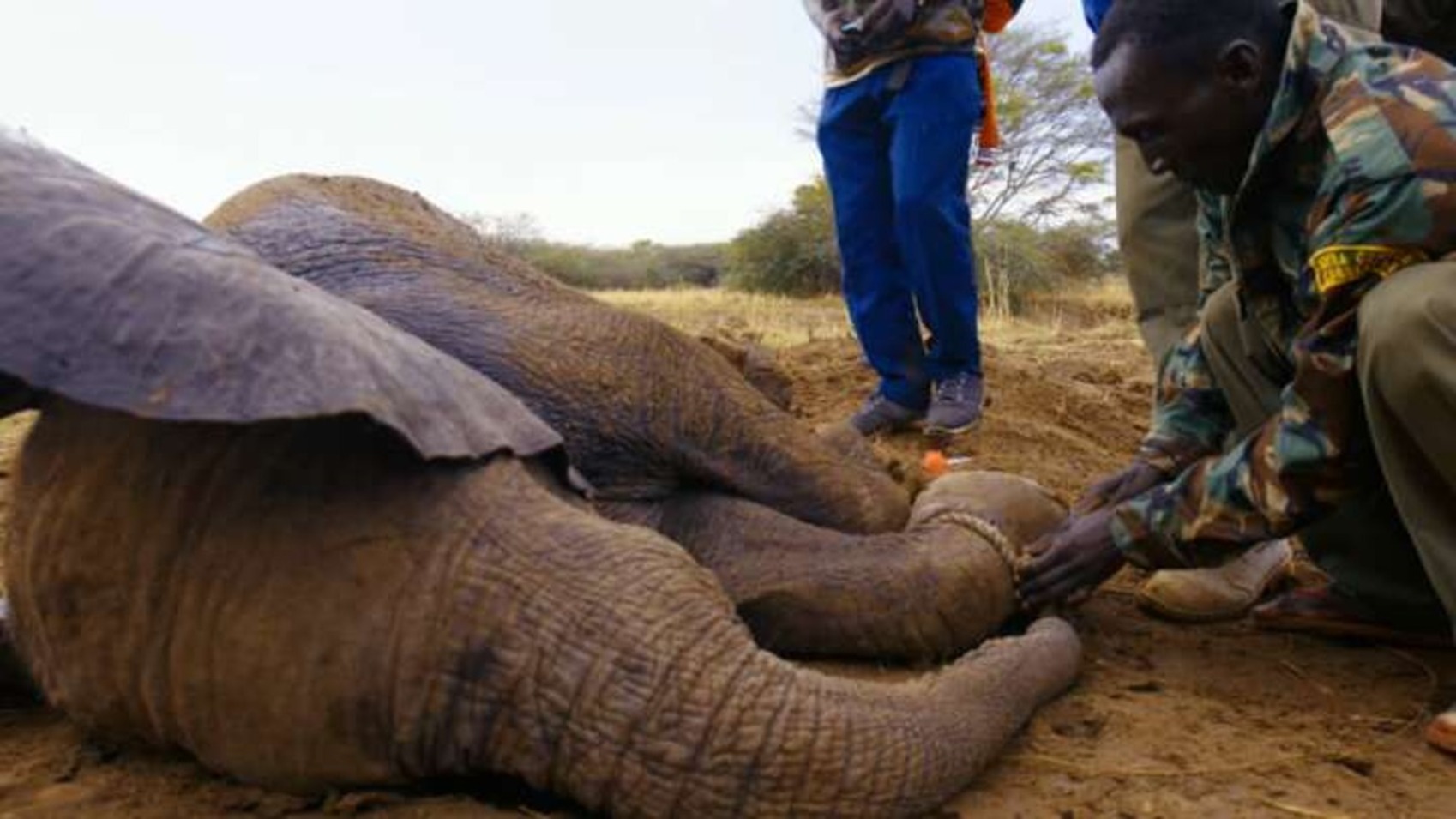 Un grupo de veterinarios rescataron a una cría de elefante que había quedado atrapada en una trampa (imagen captura vídeo).