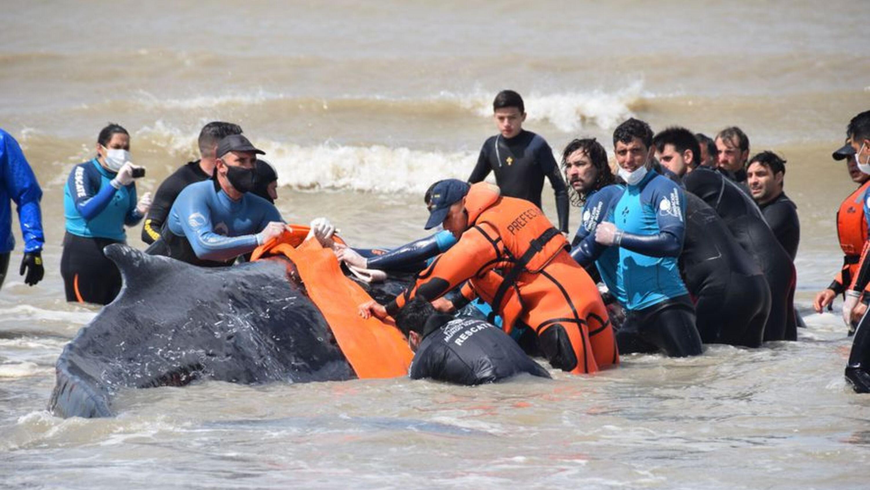 Así fue el rescate de la ballena del que participó una decena de personas.