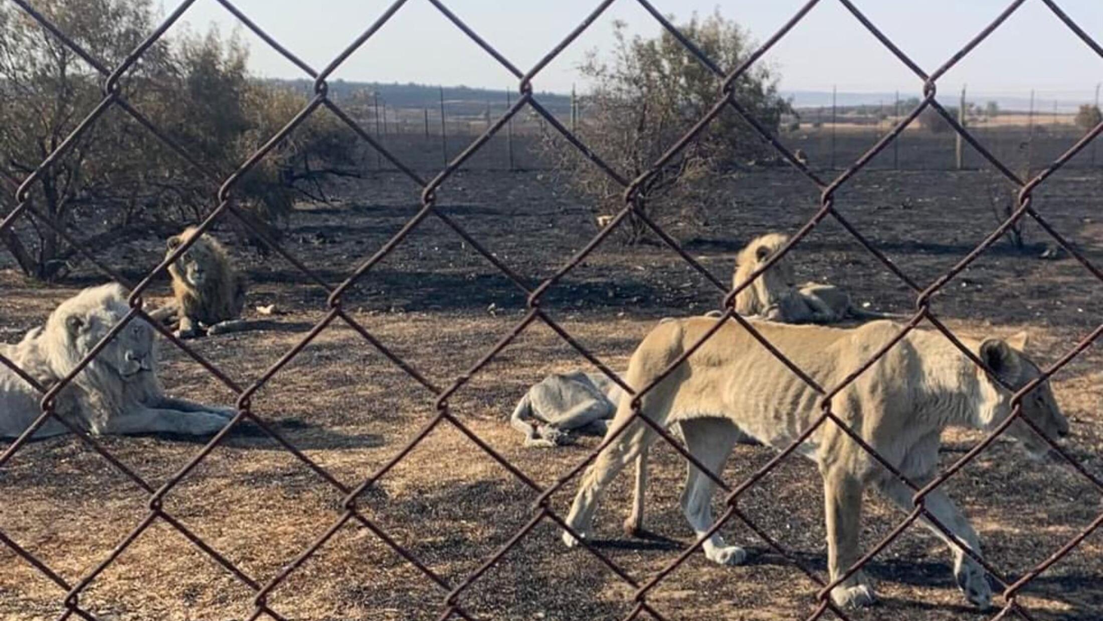 El deteriorado estado de los animales provocó la muerte de los leones que llevaban días sin comer. (Gentileza: Bloemfontein SPCA)