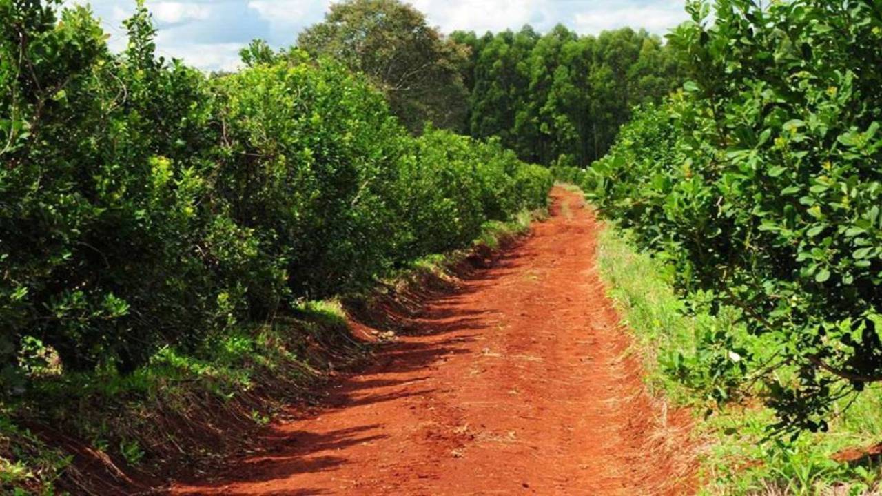 La Ruta de la yerba mate fue reconocida como la principal ruta alimentaria del Mercosur y declarada como “Patrimonio cultural, histórico, turístico, paisajístico, productivo, gastronómico e industrial de Misiones”,