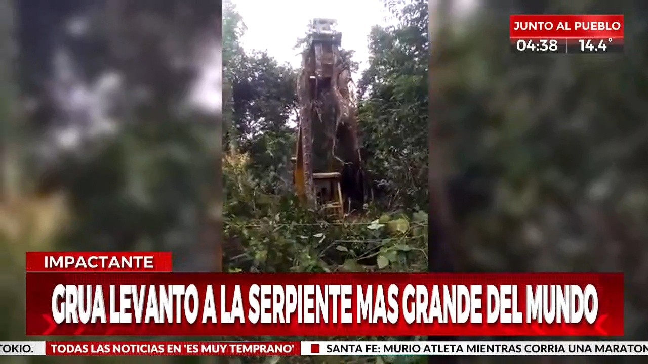 Una grúa debe levantar una enorme serpiente para quitarla del paso.