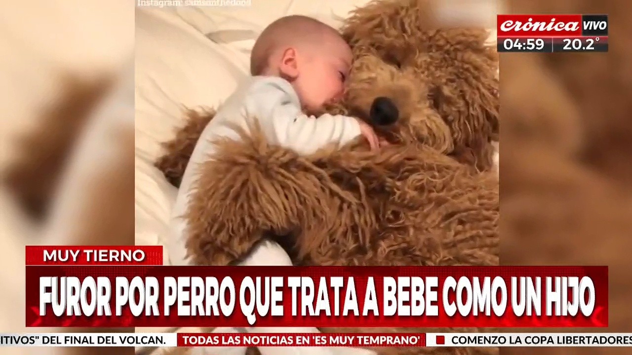 La ternura de las mascotas hace feliz a los bebés. 