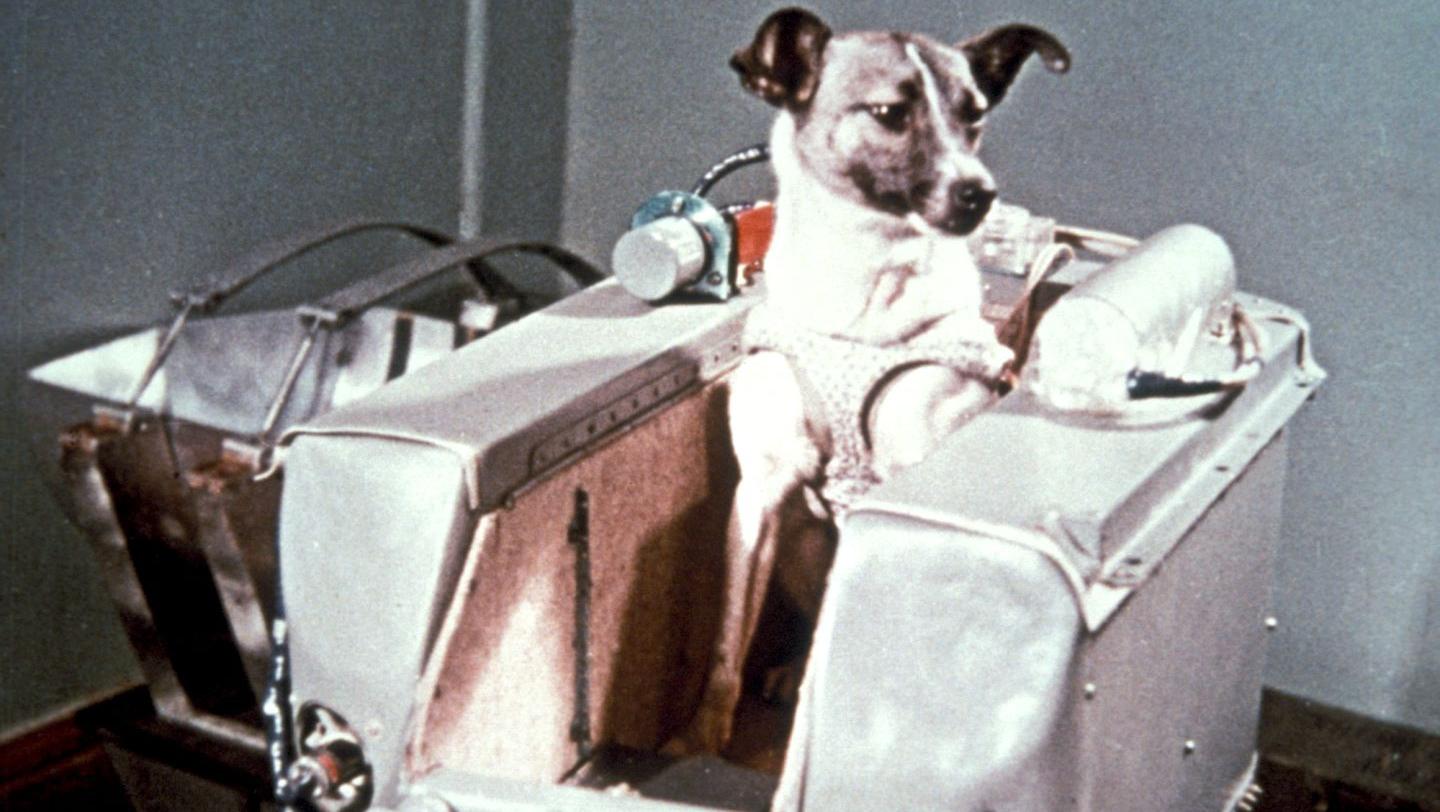 Laika fue el primer ser vivo en llegar al espacio (Archivo).