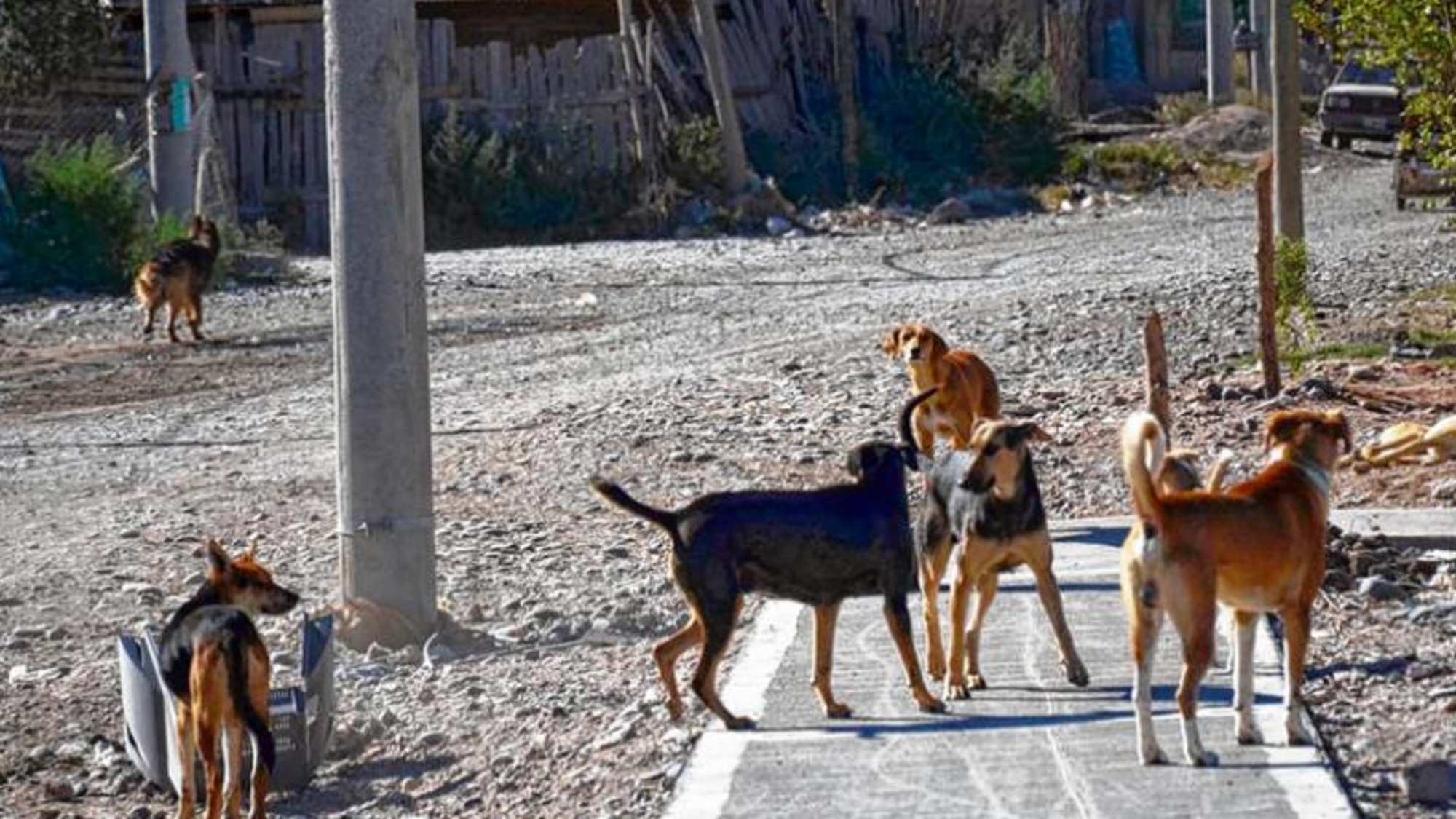 Un grupo de perros callejeros atacó a un chico de 15 años.