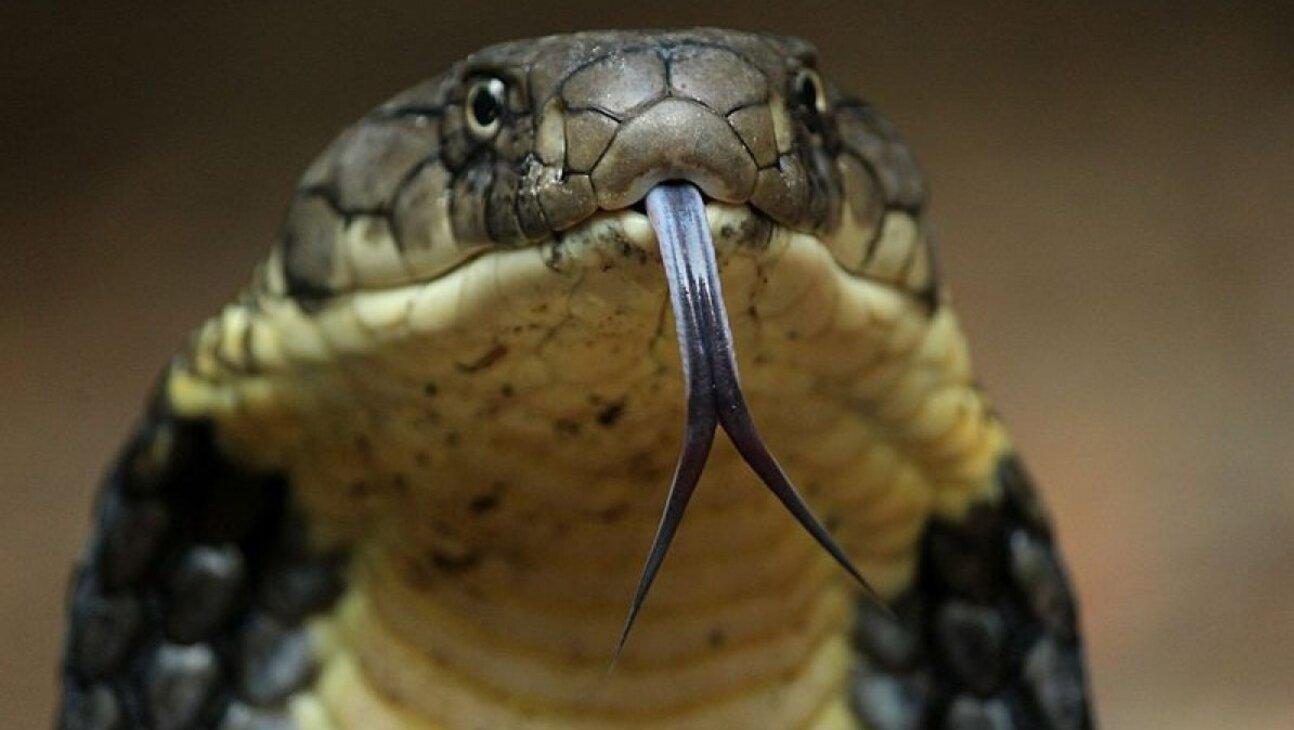 La cobra hocicuda le causó un daño permanente al turista holandés (Imagen ilustrativa).