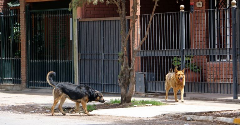 Perros Jauría   <a href='https://www.cronica.com.ar/tags/Rawson'>Rawson</a>