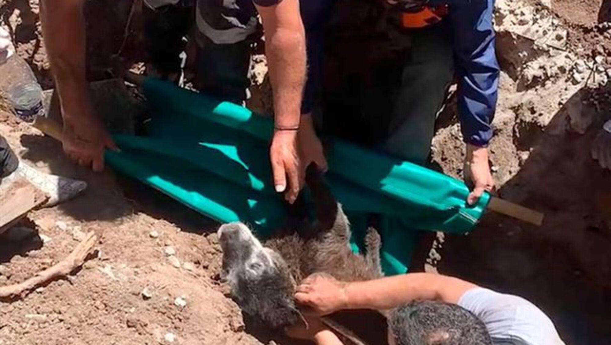 El perro rescatado fue hallado muy débil, había pasado 24 horas sin alimentarse ni hidratarse.   