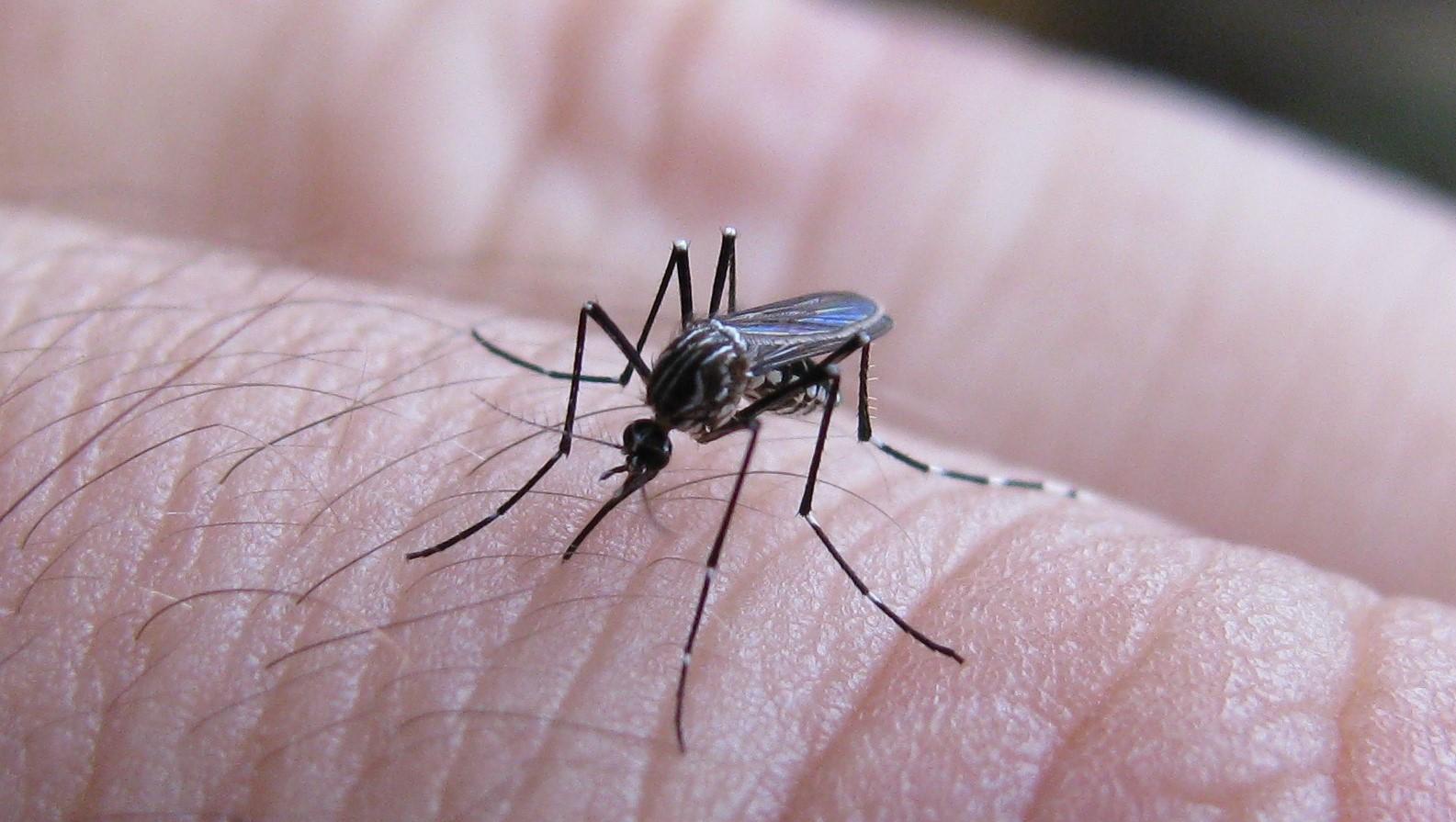 Dengue: ¿Cómo se transmite y cuáles son los tratamientos a seguir?