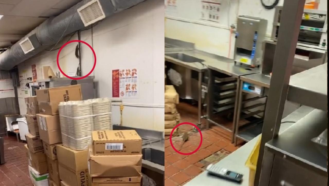 La cocina del restaurante estaba repleto de ratas y el video se volvió viral en TikTok.