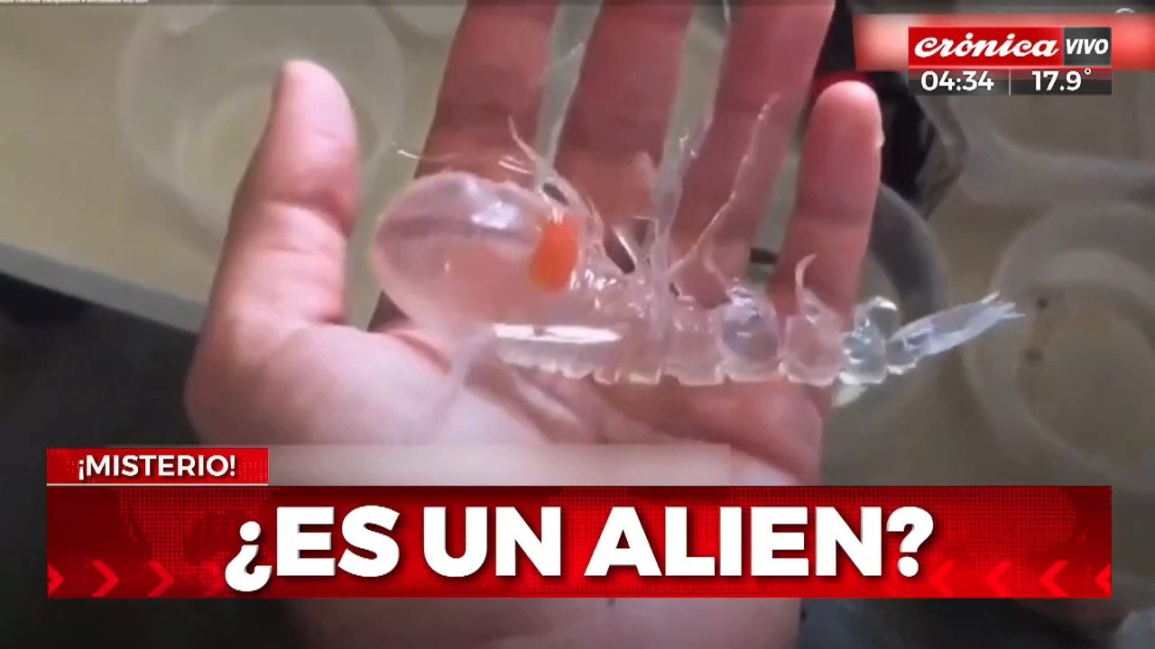 Hallan extraña criatura flotando en un río: ¿Es un alien?