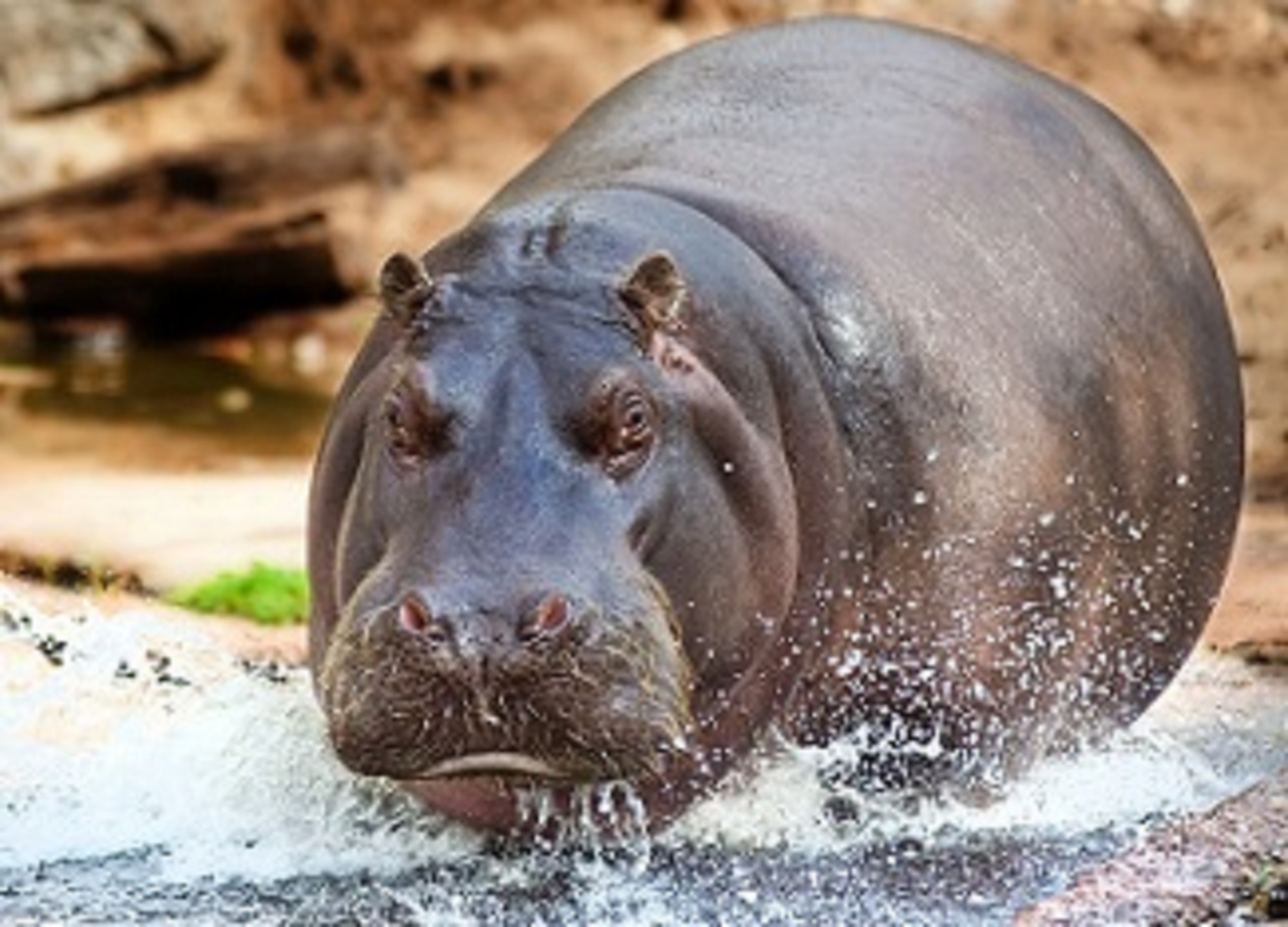 Dos hipopótamos del zoológico de Amberes dan positivo en Covid-19.