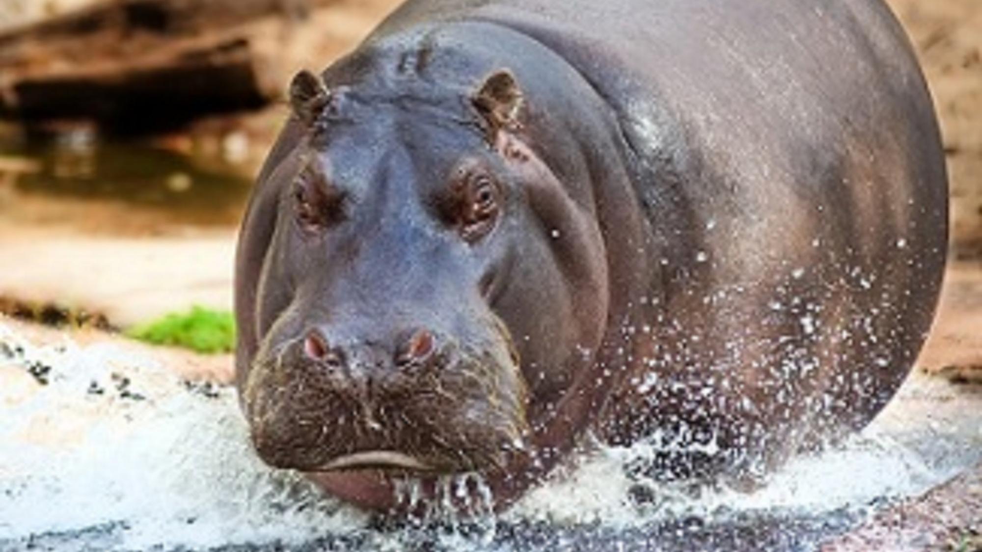 Dos hipopótamos del zoológico de Amberes dan positivo en Covid-19.