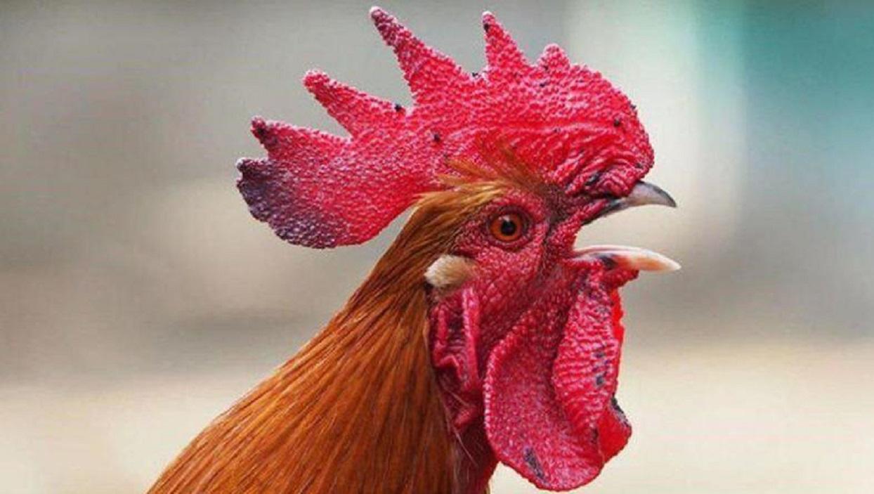 Un gallo ingresó a un aula para participar de la clase de una escuela en Perú.