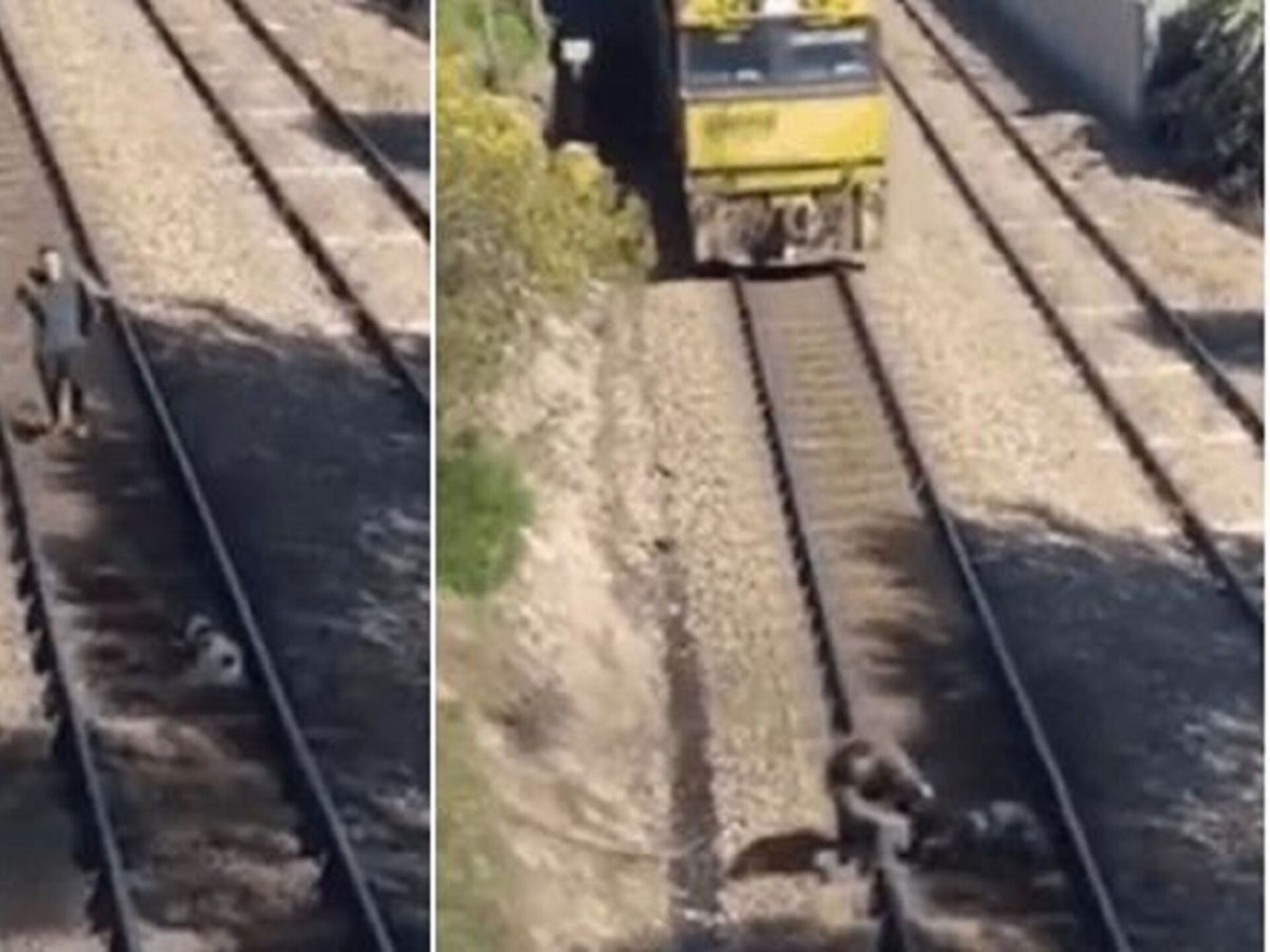 El chico corrió al rescate del perro que estuvo a punto de ser atropellado por el tren a toda velocidad.