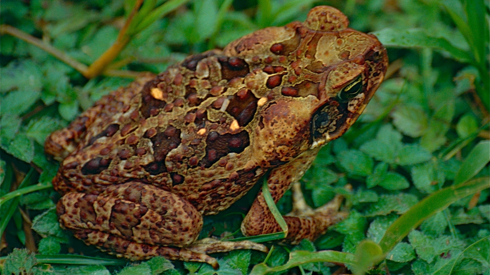 El “Rhinella marina”, o sapo de caña, procede del continente americano, a veces también es conocido como el 