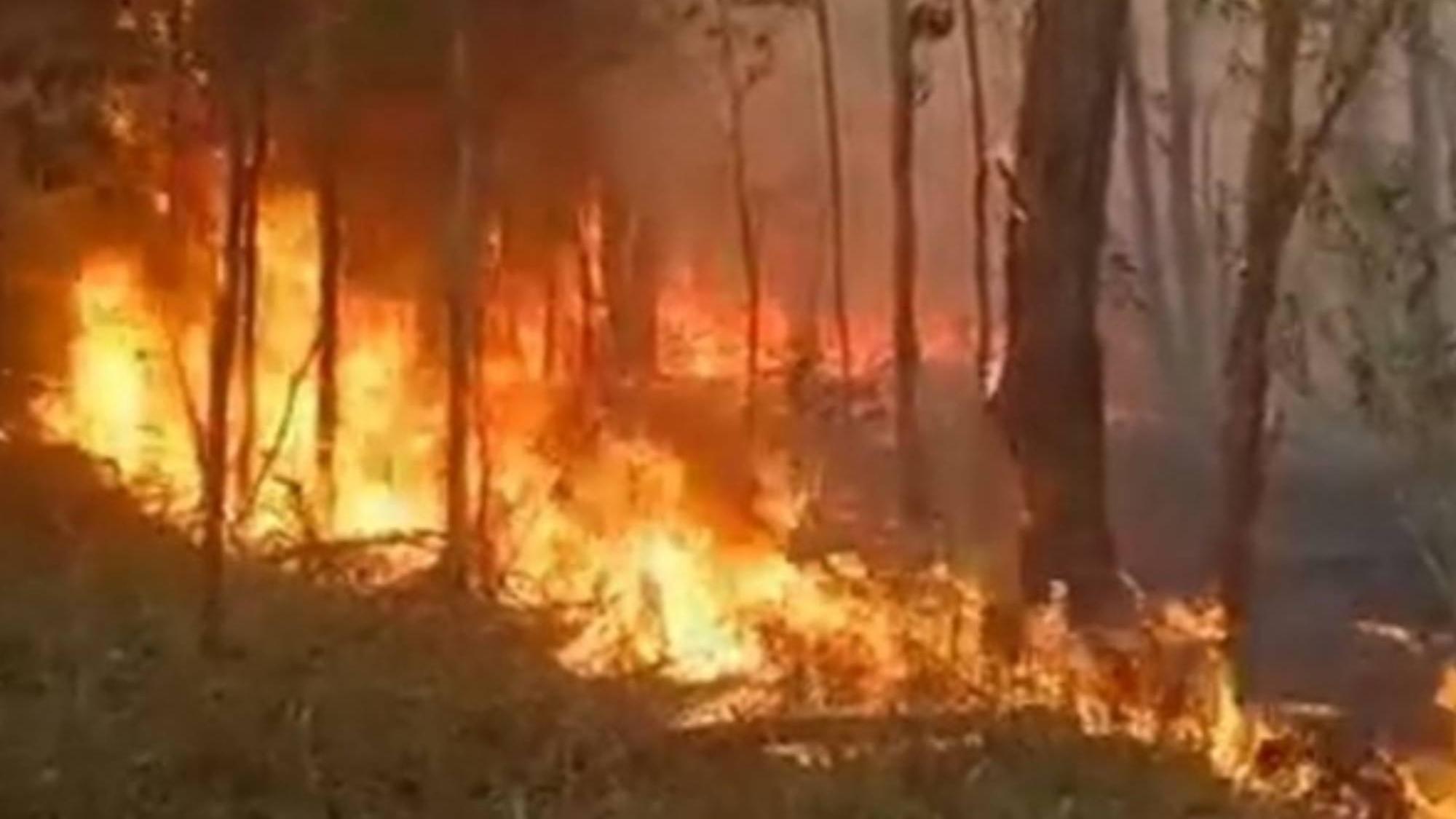 Más de 150 bomberos combaten voraz incendio en el Parque Pereyra Iraola.