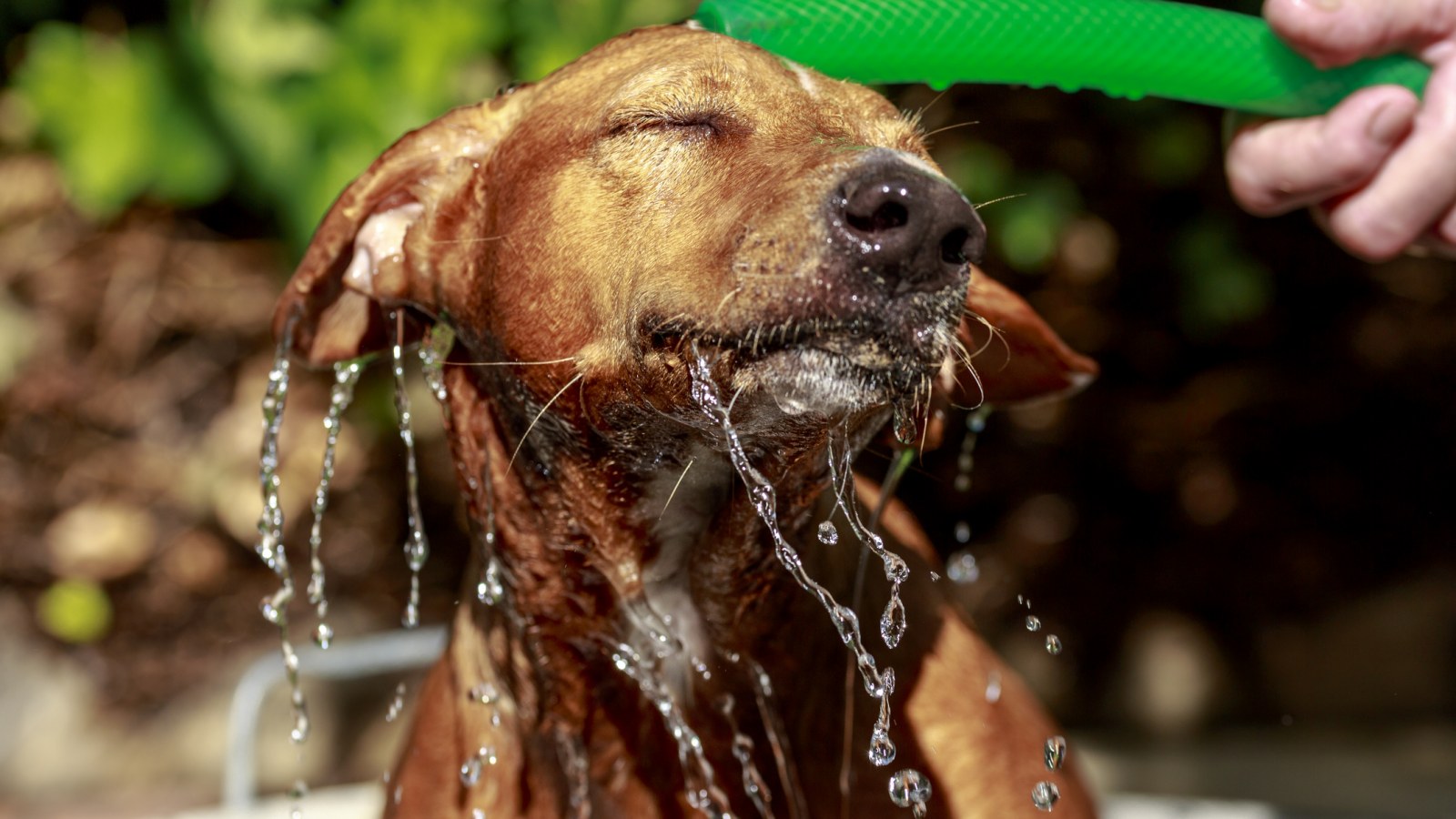 Cuando el exceso de calor los supera, los métodos de 