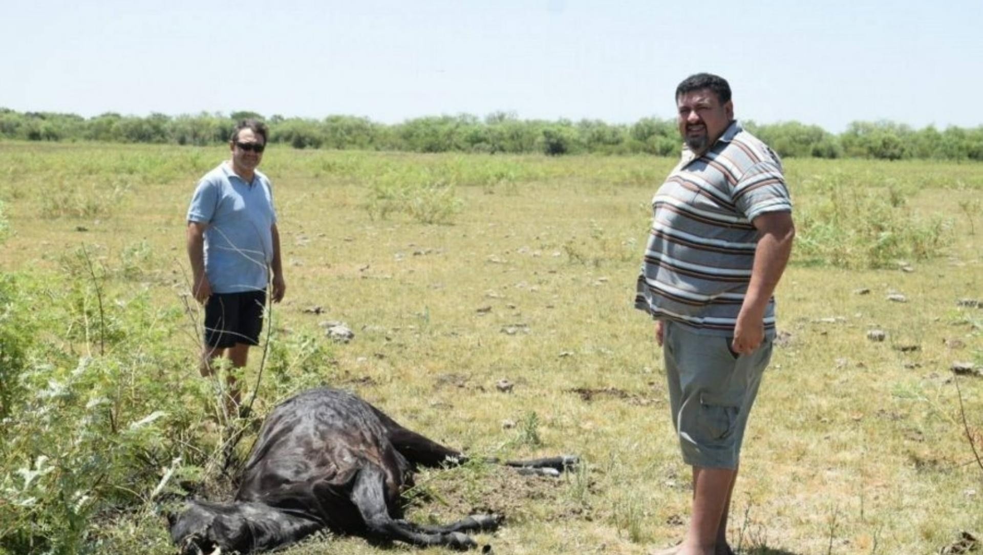 Uno de los animales que fue hallado sin vida en Entre Ríos.