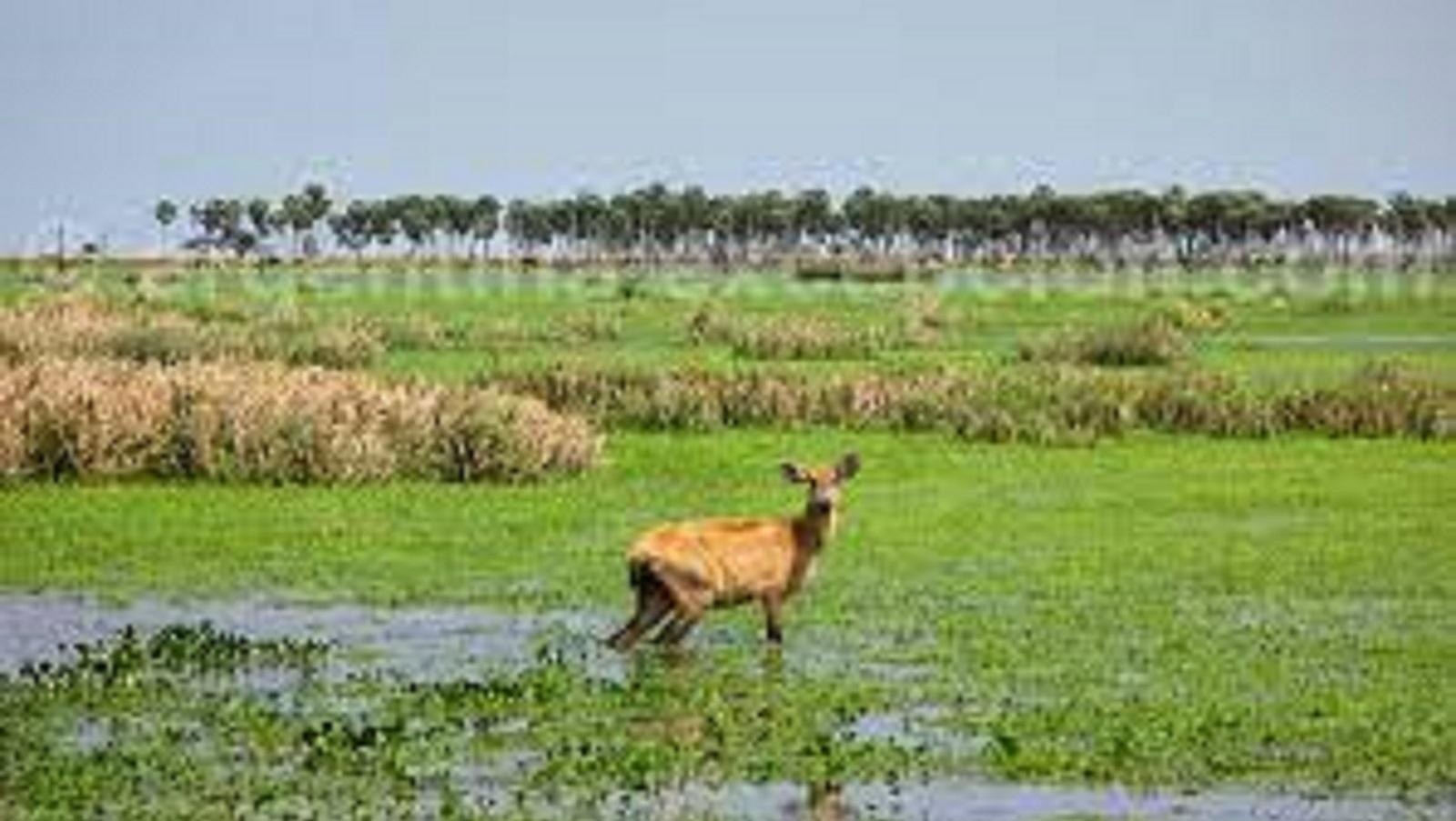 Los esteros del Iberá son parte de una Reserva natural protegida. 