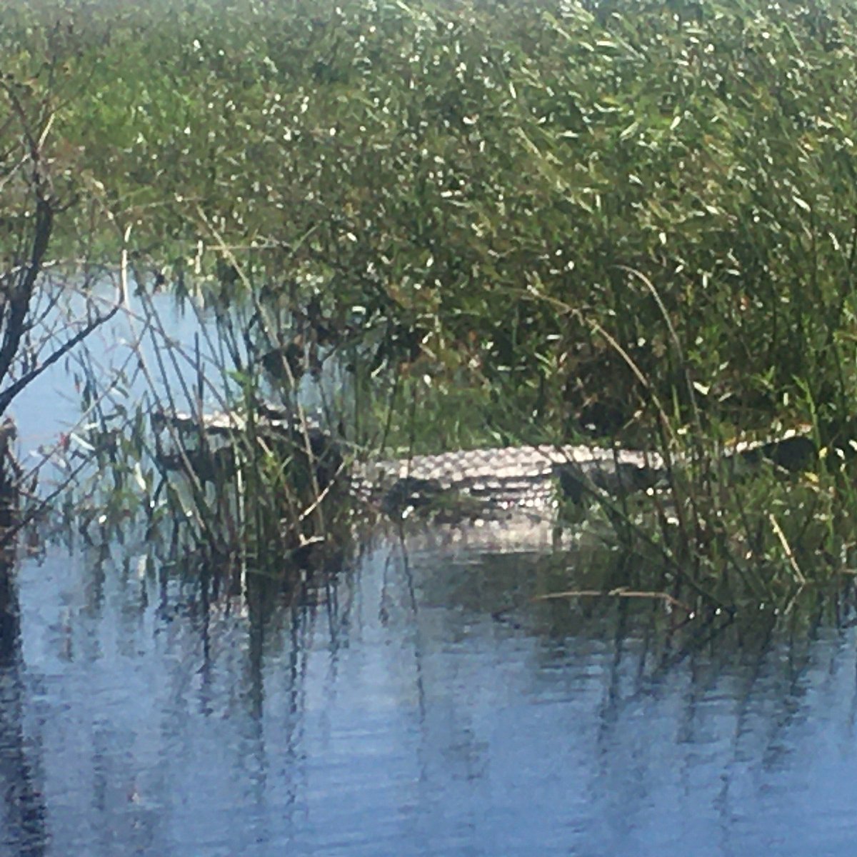 Lagarto en Esteros