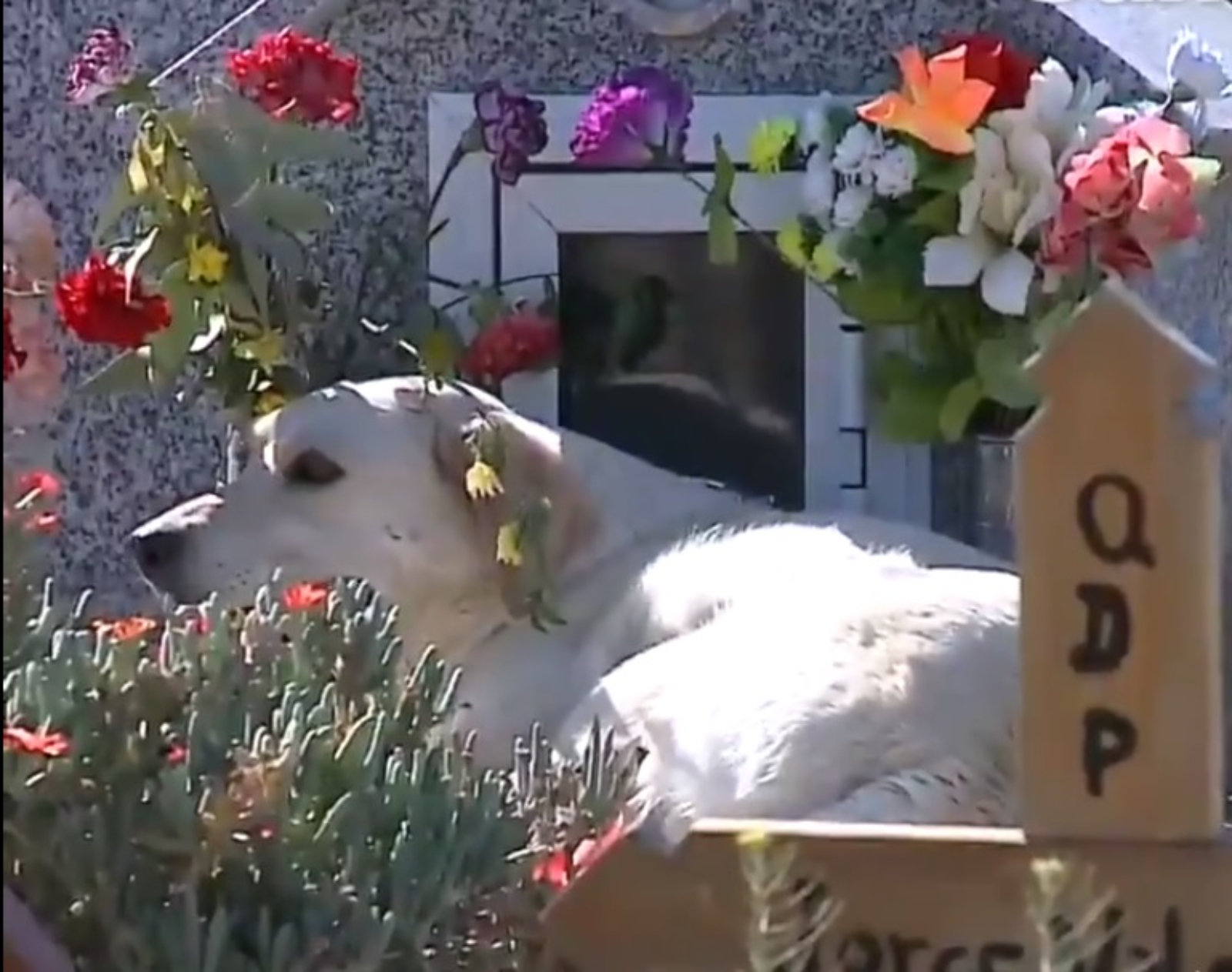 Bobby visita la tumba del que fuera su compañero humano todos los días. 