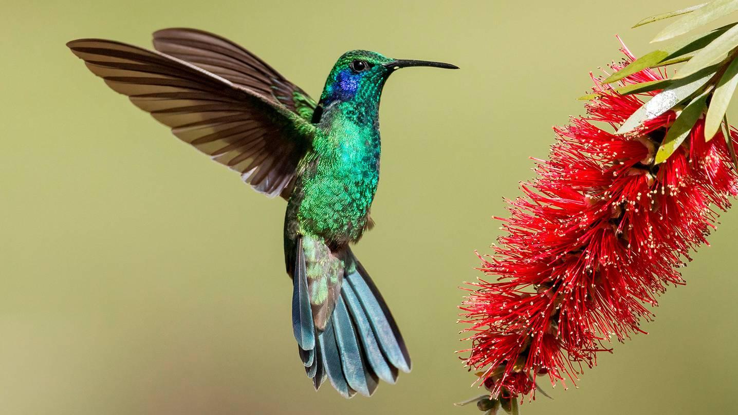 La leyenda del colibrí cuenta que puede volar hacia los seis rumbos del universo.