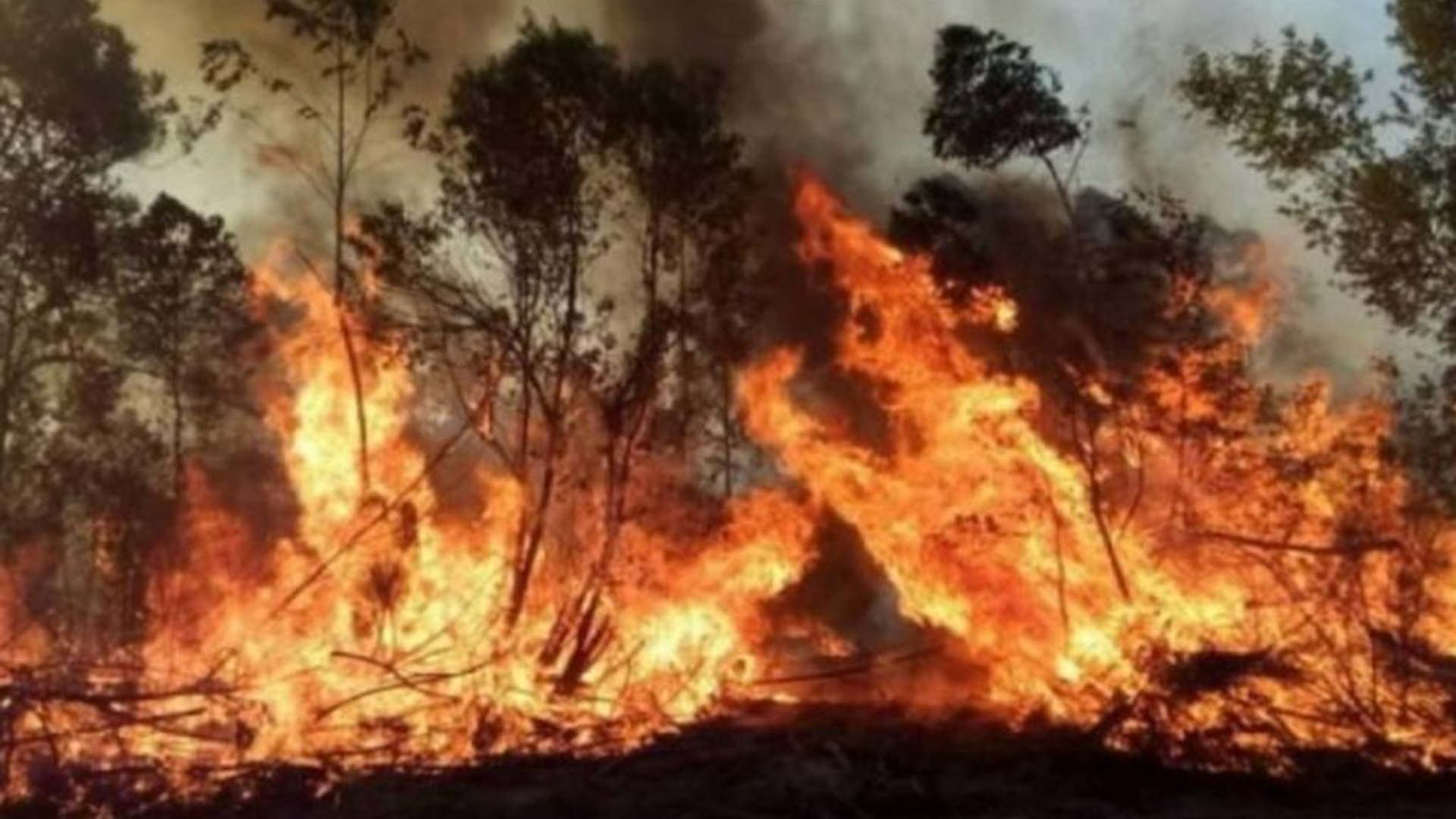 Más de 335.000 hectáreas fueron afectadas por el fuego.