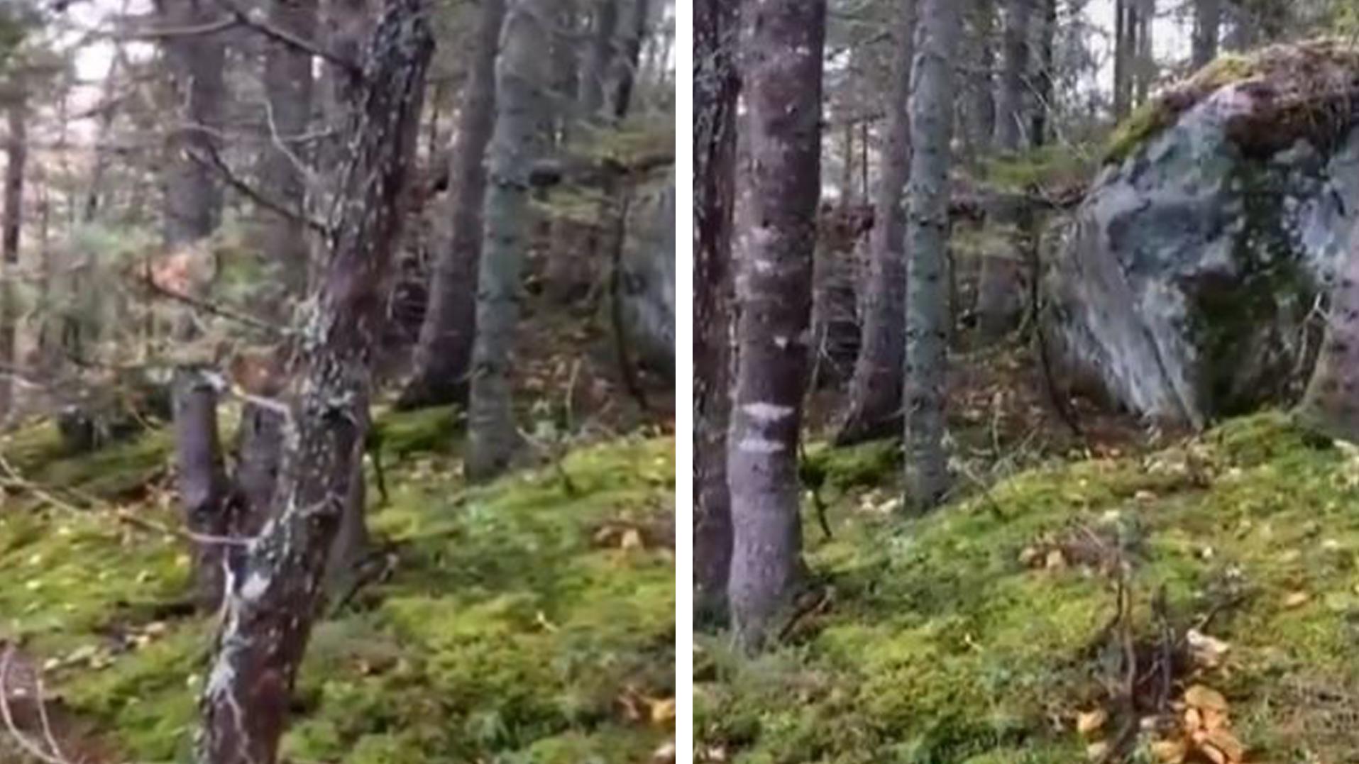 El momento en que el bosque tembló al 