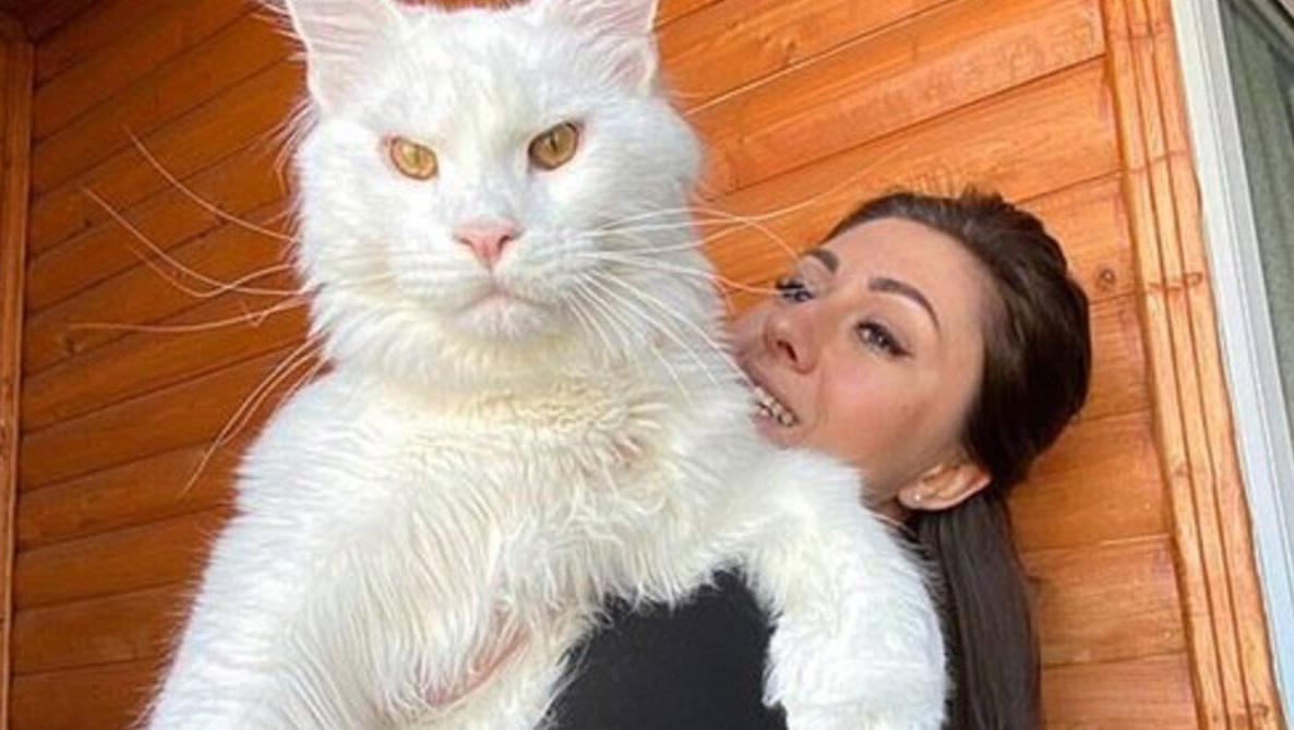 El gato tiene un peso de 12,5 kilos y sorprende a todos (Instagram).