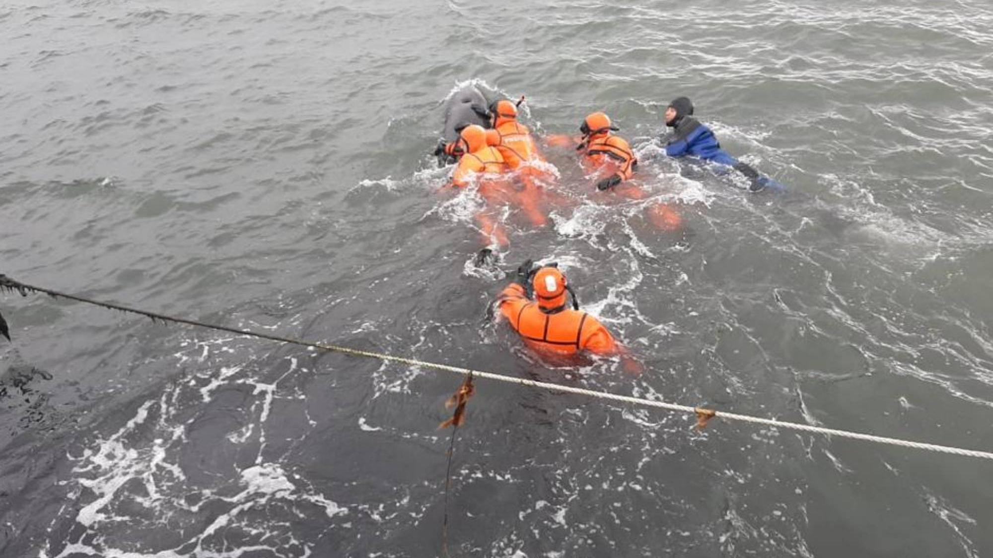 Así ayudaron a delfines atrapados bajo el muelle a volver a su hábitat natural.