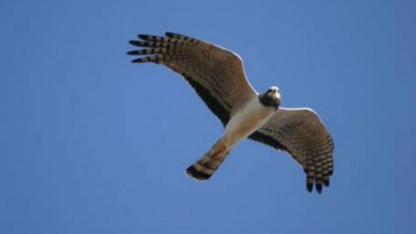 Halcones cazan en Palermo, Belgrano y Núñez, entre otros barrios (Télam/Archivo).