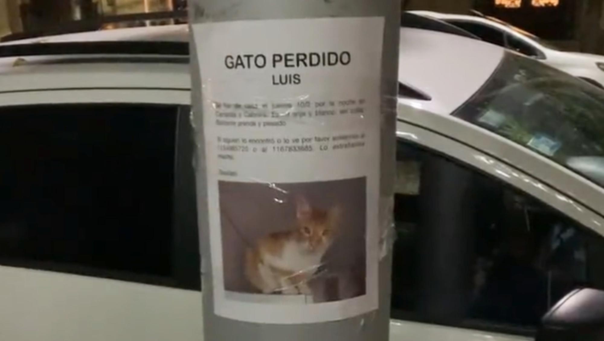 Luis, el gato, estaba perdido hace cuatro días y apareció en el lugar menos pensado.