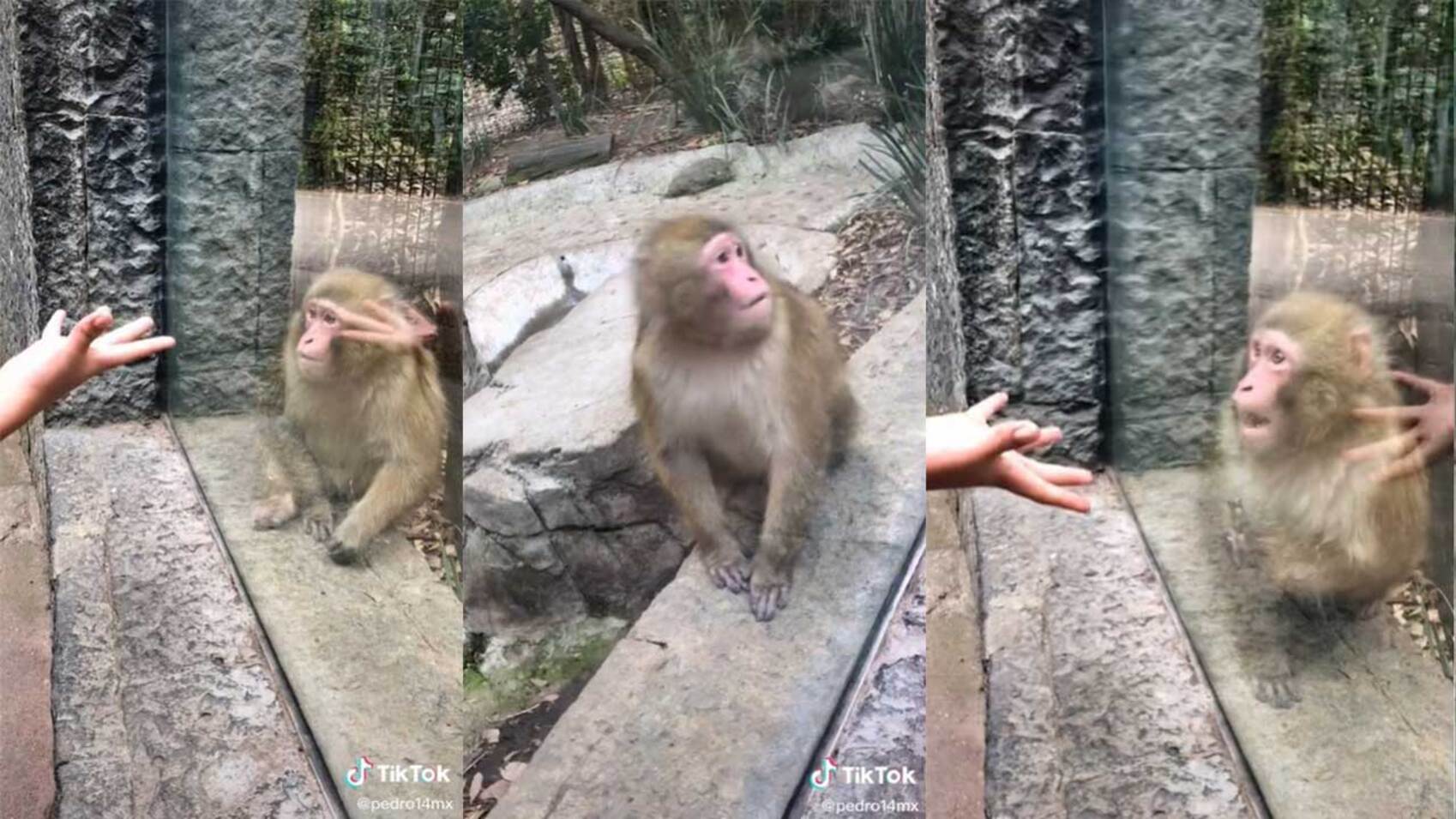 Así reaccionó un mono al ver por primera vez un truco de magia y el vídeo es furor en las redes (imagen captura vídeo).