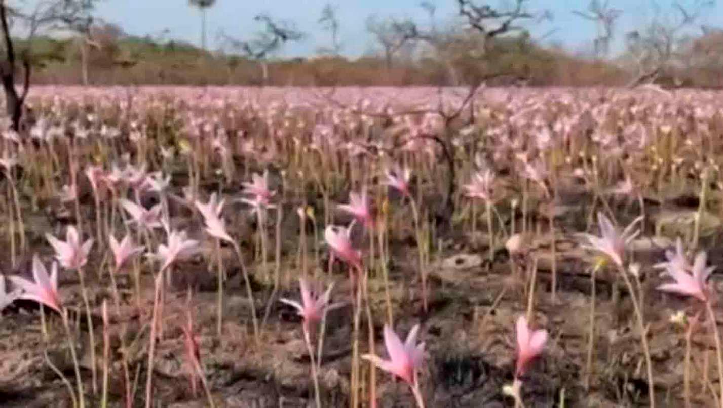 Un campo de flores es la señal de la recuperación en Corrientes (El Litoral).