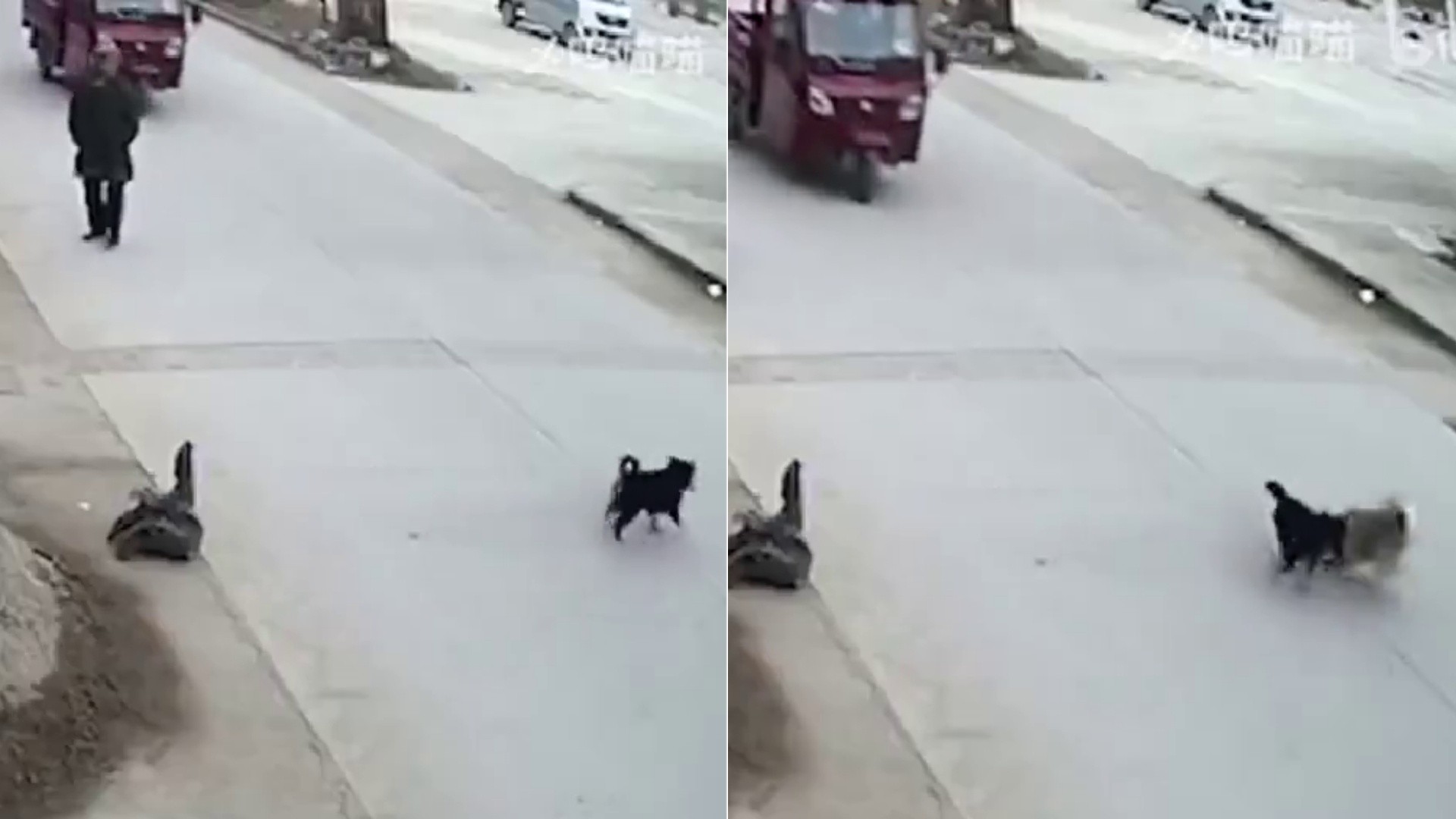 El perro se tranformó en un héroe por sus instintos (Captura de video).