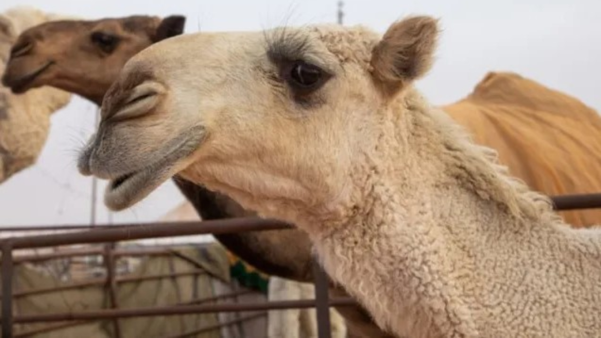 El camello fue buscado por la Policía después de haber matado a dos personas al escaparse del zoológico.