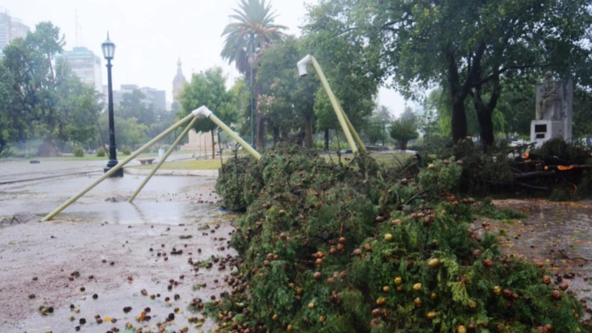 El viento derribó más de 400 árboles en la vía pública (gentileza La Nueva Provincia).