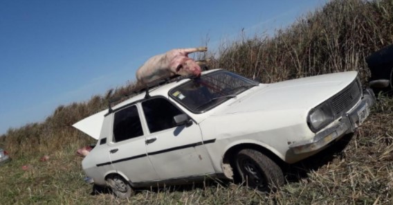 La gente que pasaba en auto frenó para cargar un animal a su vehículo.