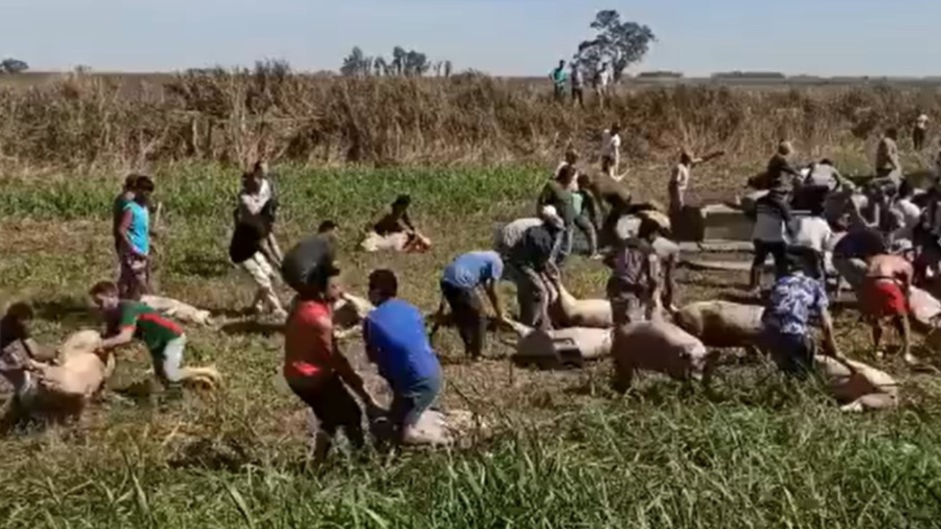 El camión que llevaba cerdos volcó en ruta 9 y los vecinos se llevaron la mitad de la carga.