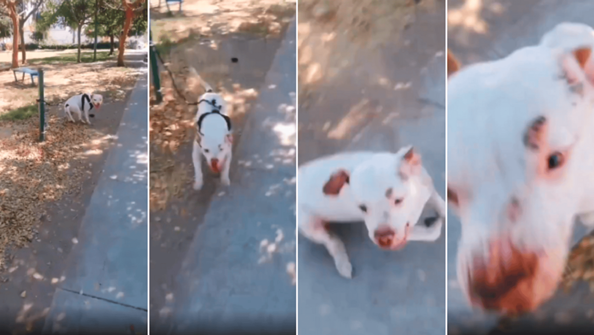 Video impactante: grabó en primera persona el momento en el que un pitbull la atacó en medio de la calle.