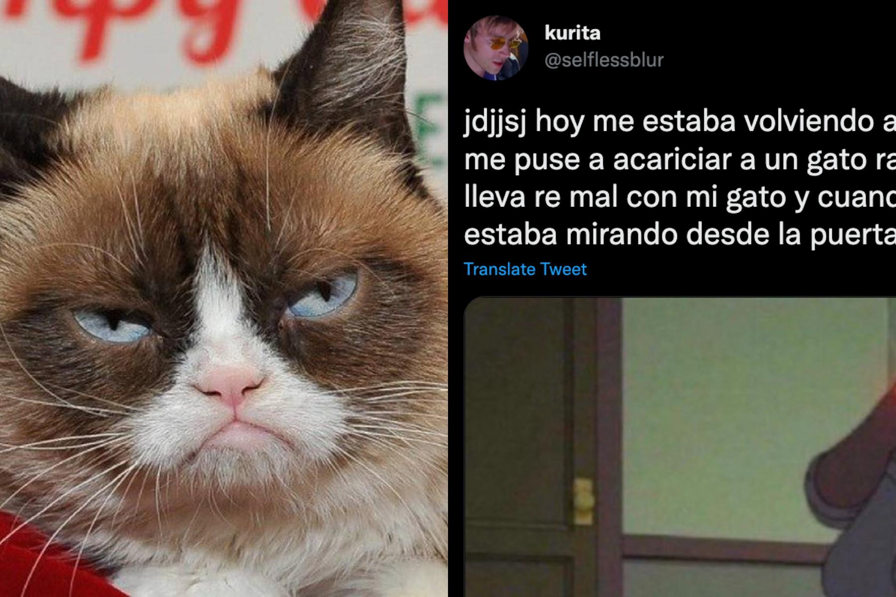 La reacción del gato generó todo tipo de memes.